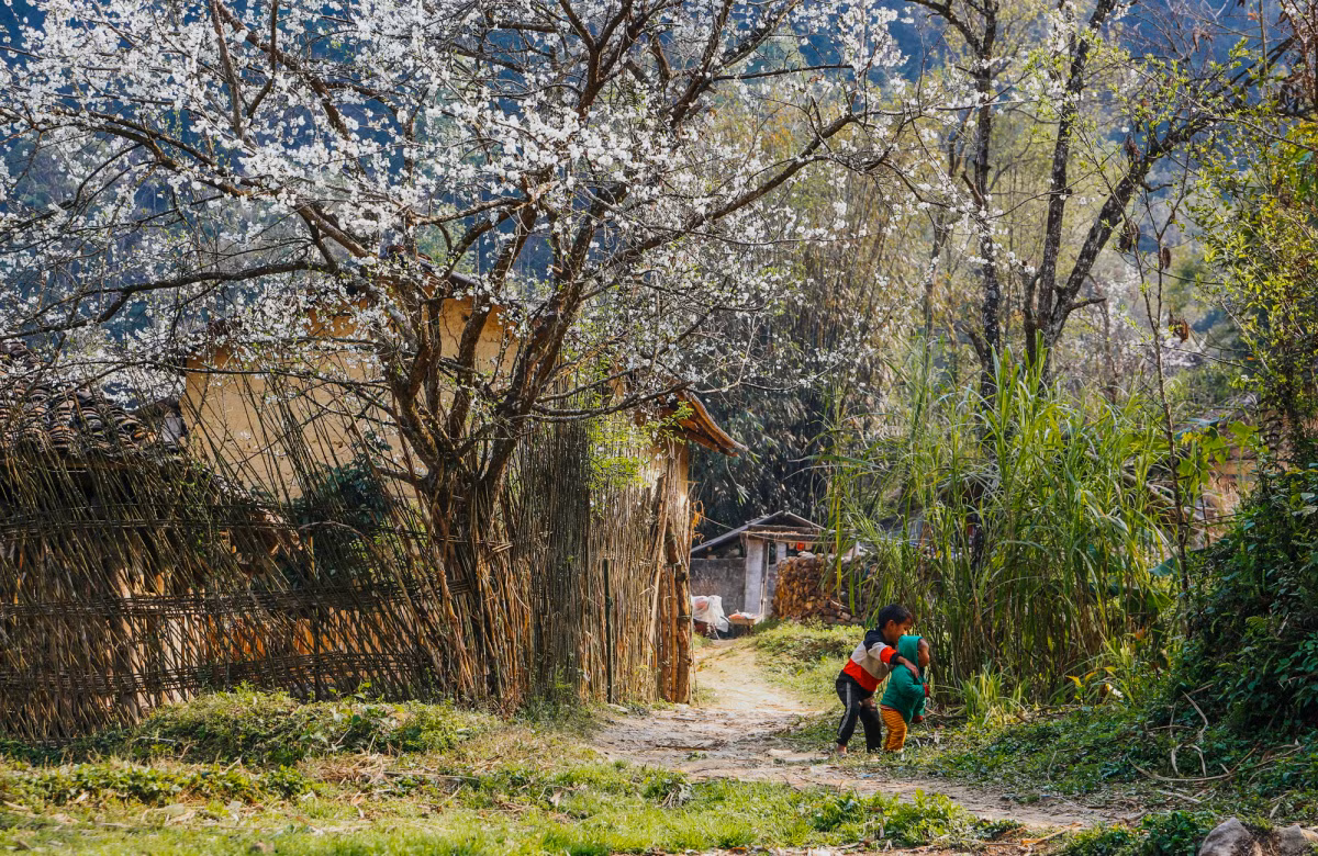 En Dong Van, cada estación tiene su propia belleza. En primavera, la meseta rocosa resplandece con melocotoneros, ciruelos y perales en flor. Las casas están construidas según la arquitectura típica de algunas minorías étnicas de Ha Giang, como Mong, Dao y Lo Lo. Ofrecen un ambiente fresco en verano y cálido en invierno.