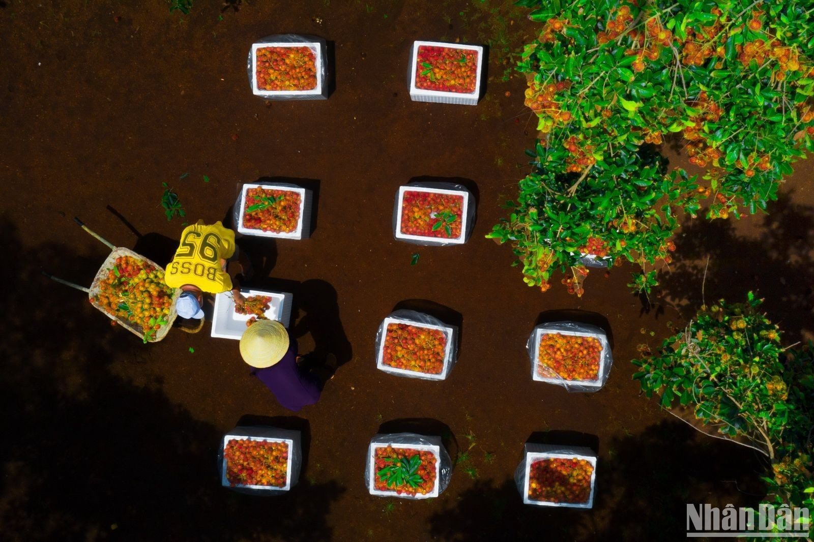 Luego de cosechadas, las frutas son empacadas para el consumo interno y la exportación.