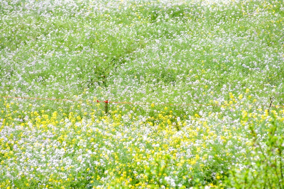 Junto al amarillo hay pequeños racimos de flores blancas de mostaza.