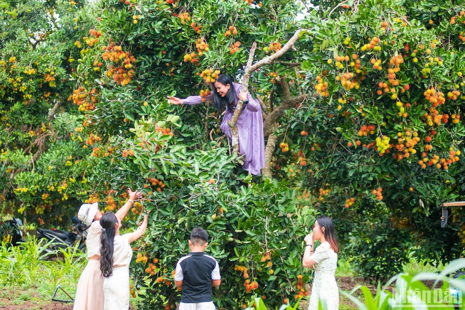 Los árboles de rambután están llenos de frutas, lo que atrae a los visitantes a degustar su dulzura en un fresco espacio natural.