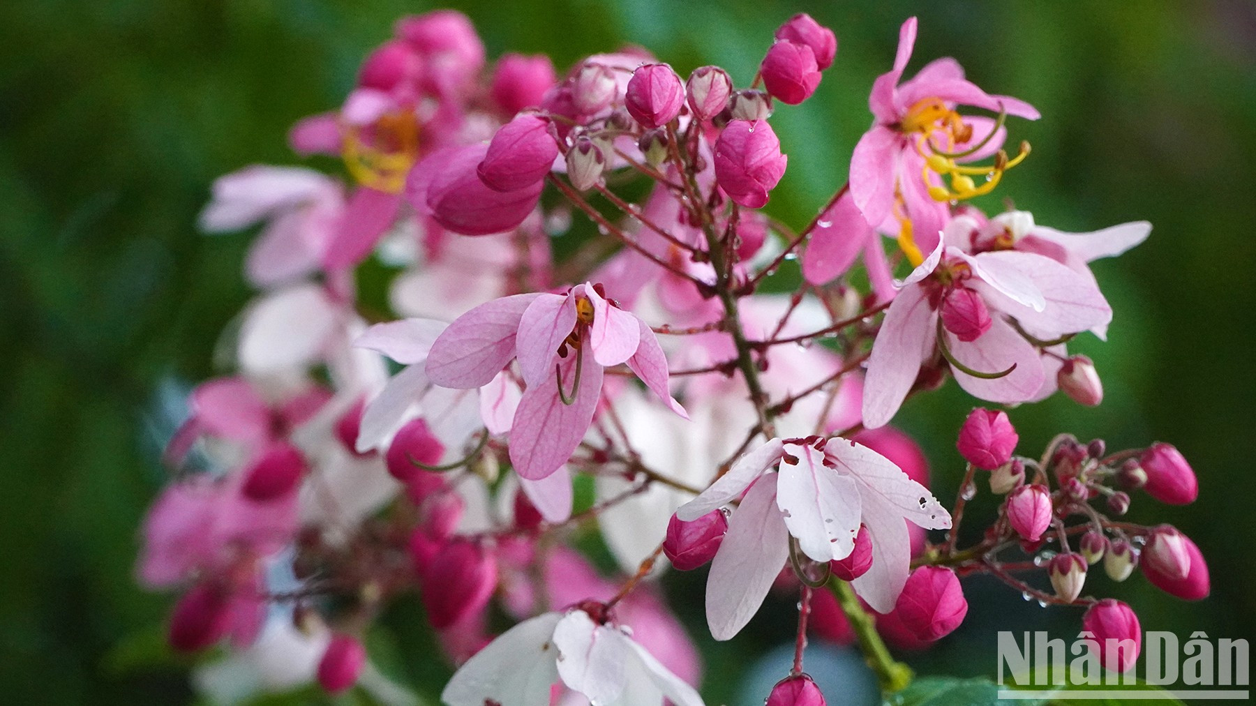 Gotas de agua sobre las flores después de una lluvia de verano. (Foto: HUU Nghia) Gotas de agua sobre las flores después de una lluvia de verano. (Foto: HUU Nghia)