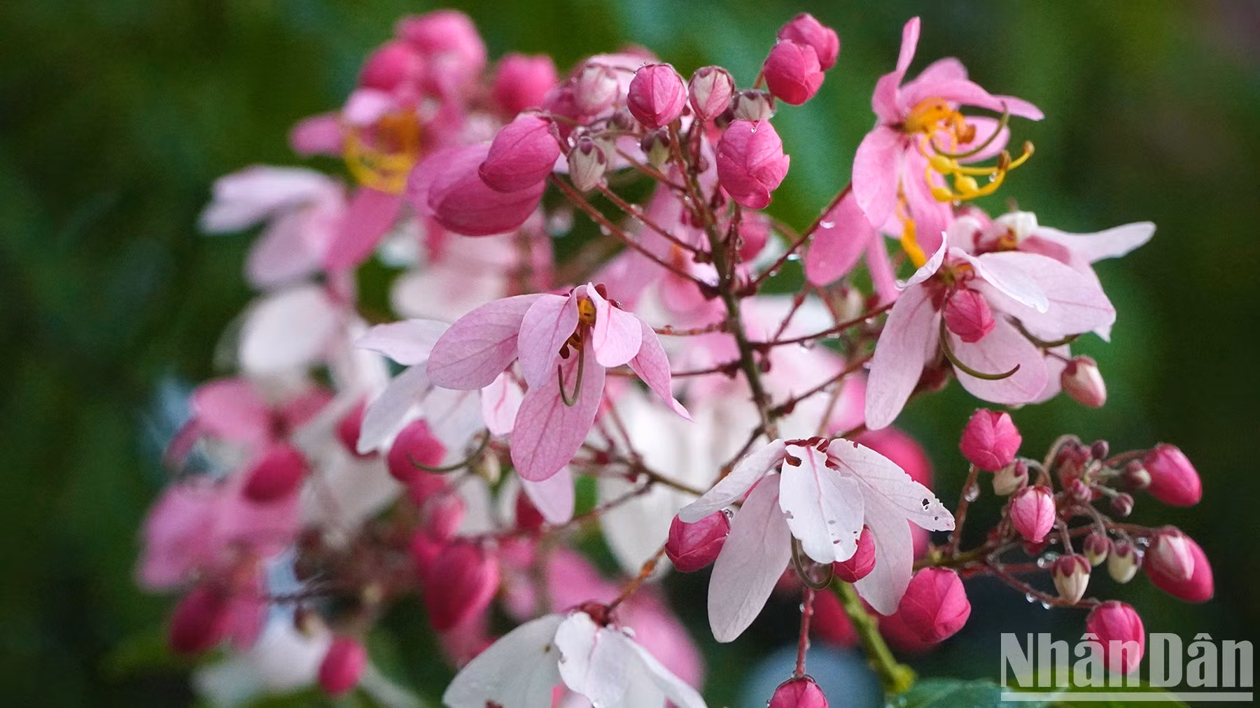 Gotas de agua sobre las flores después de una lluvia de verano. (Foto: HUU Nghia) Gotas de agua sobre las flores después de una lluvia de verano. (Foto: HUU Nghia)
