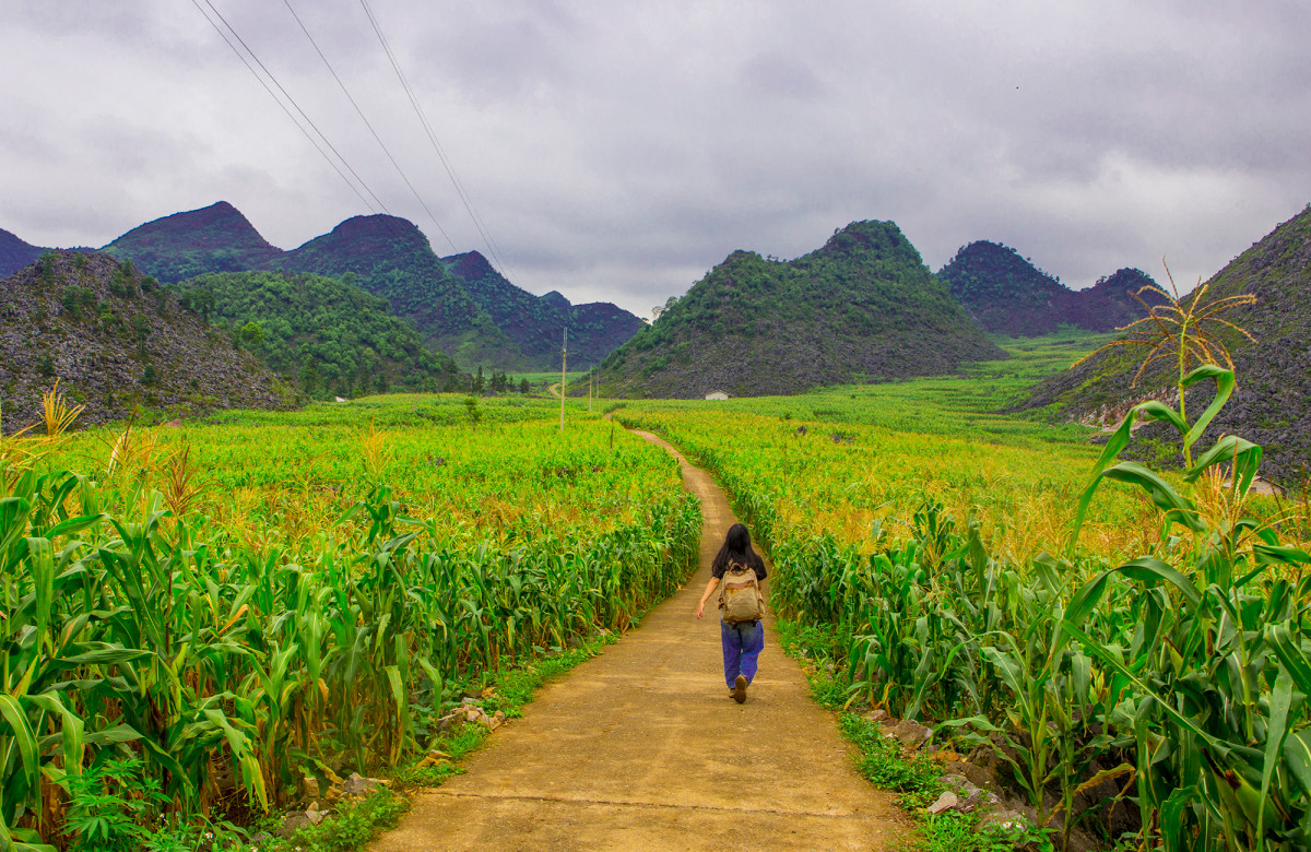 En el verano, el maíz comienza a florecer. El color gris familiar de la meseta rocosa es reemplazado por el verde. La meseta cobra una nueva vida. Mayo y junio es el momento en que los Mong cosechan el lino, la materia prima que emplean para tejer. En el verano, el maíz comienza a florecer. El color gris familiar de la meseta rocosa es reemplazado por el verde. La meseta cobra una nueva vida. Mayo y junio es el momento en que los Mong cosechan el lino, la materia prima que emplean para tejer.