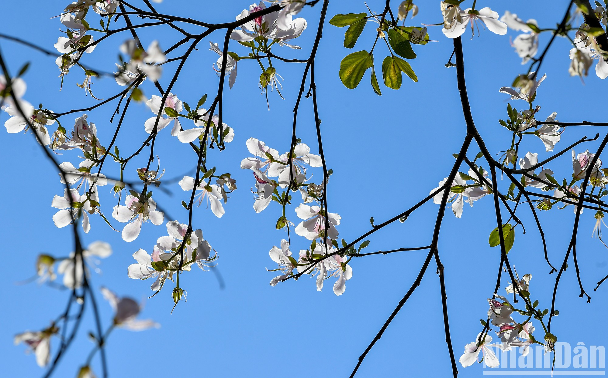 El Festival de las Flores de Ban 2024 se llevará a cabo el 16 de marzo. El Festival de las Flores de Ban 2024 se llevará a cabo el 16 de marzo.