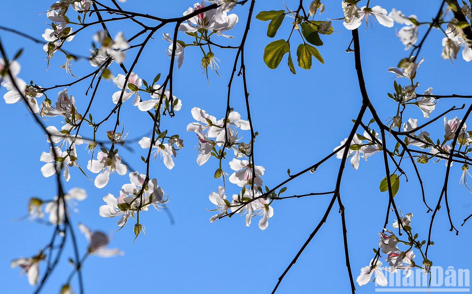 El Festival de las Flores de Ban 2024 se llevará a cabo el 16 de marzo.