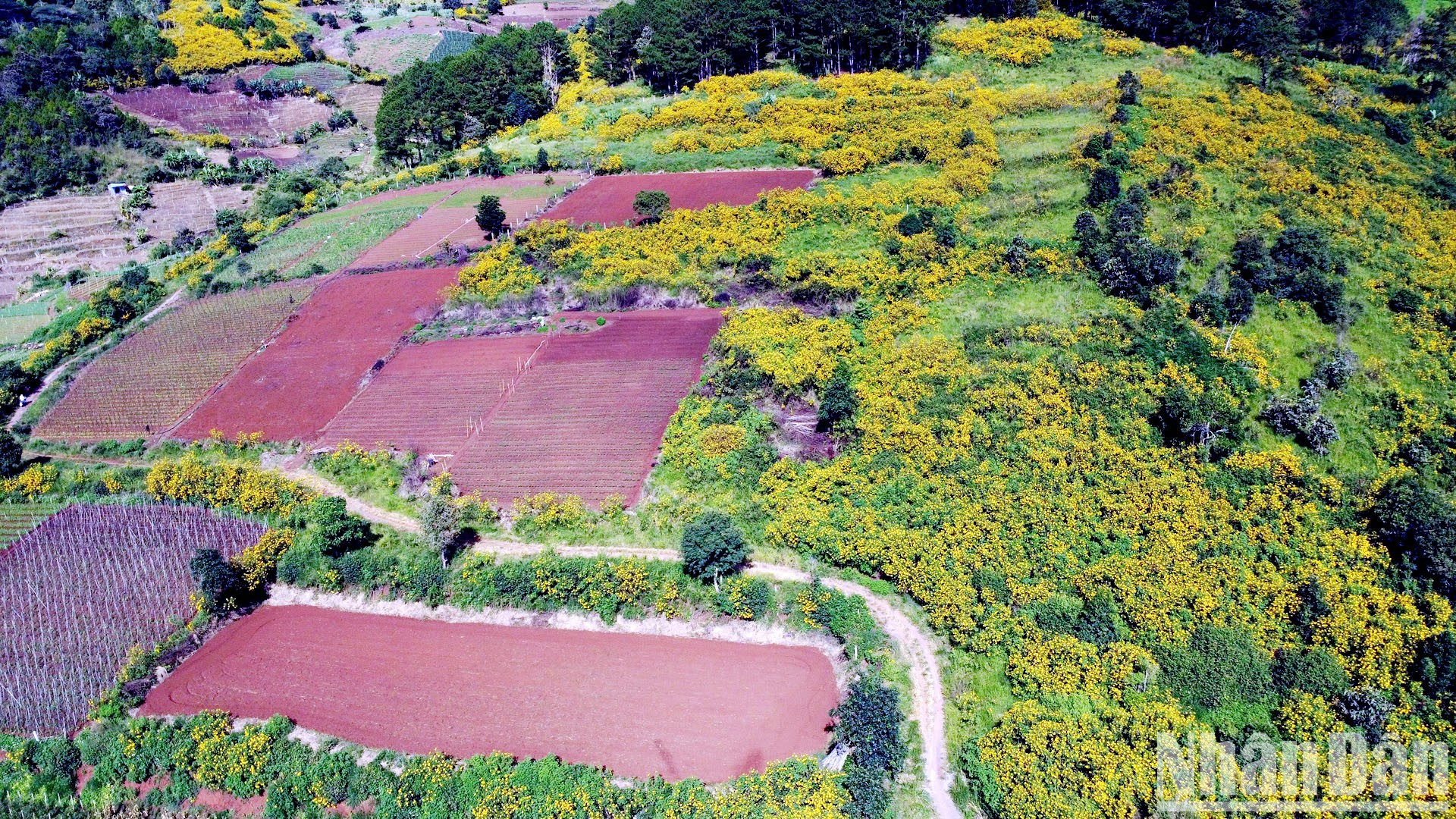 Después de "dormir" durante un año sin que nadie se diera cuenta, cuando el tiempo se vuelve frío y el sol brilla suavemente, los girasoles silvestres tiñen de amarillo las carreteras y laderas de las Tierras Altas Centrales. El valle al pie de la montaña Voi, en el distrito de Duc Trong, es como un rompecabezas con piezas de colores.