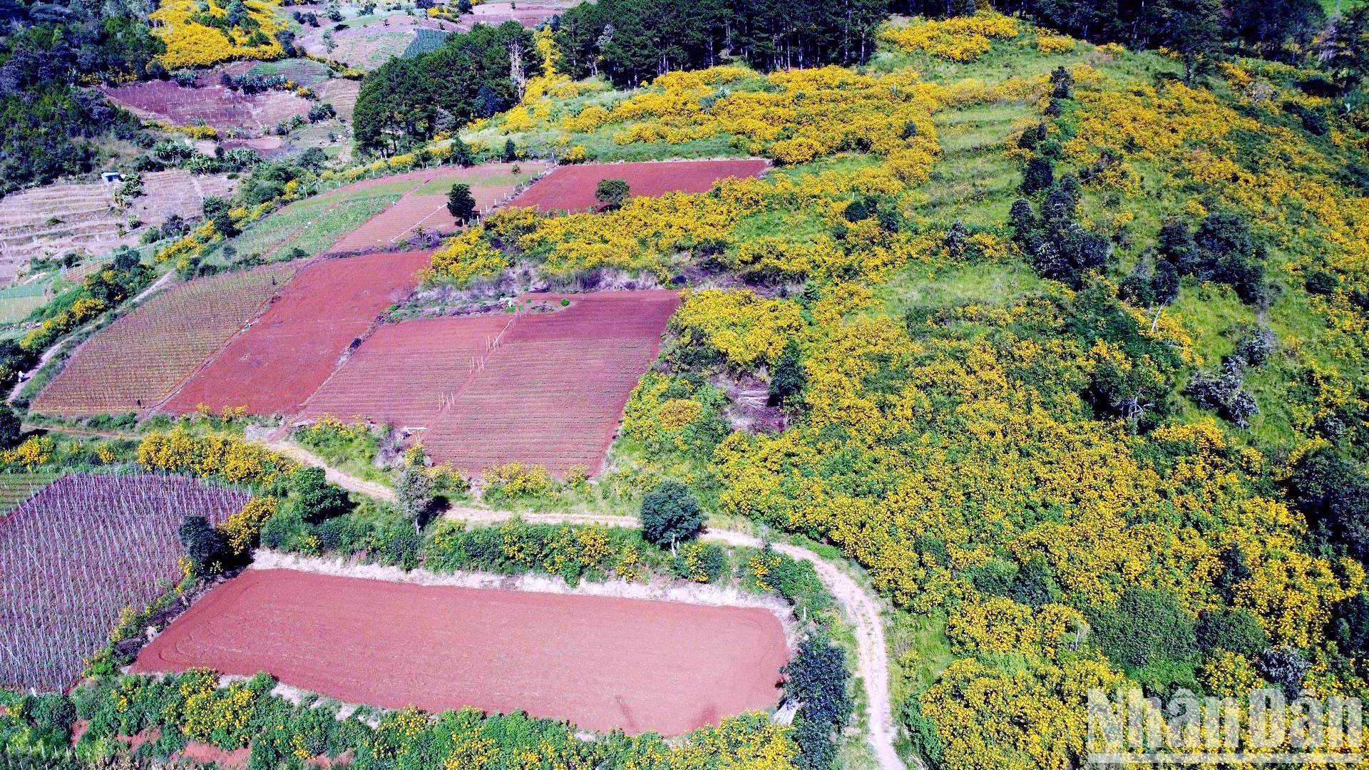 Después de "dormir" durante un año sin que nadie se diera cuenta, cuando el tiempo se vuelve frío y el sol brilla suavemente, los girasoles silvestres tiñen de amarillo las carreteras y laderas de las Tierras Altas Centrales. El valle al pie de la montaña Voi, en el distrito de Duc Trong, es como un rompecabezas con piezas de colores.