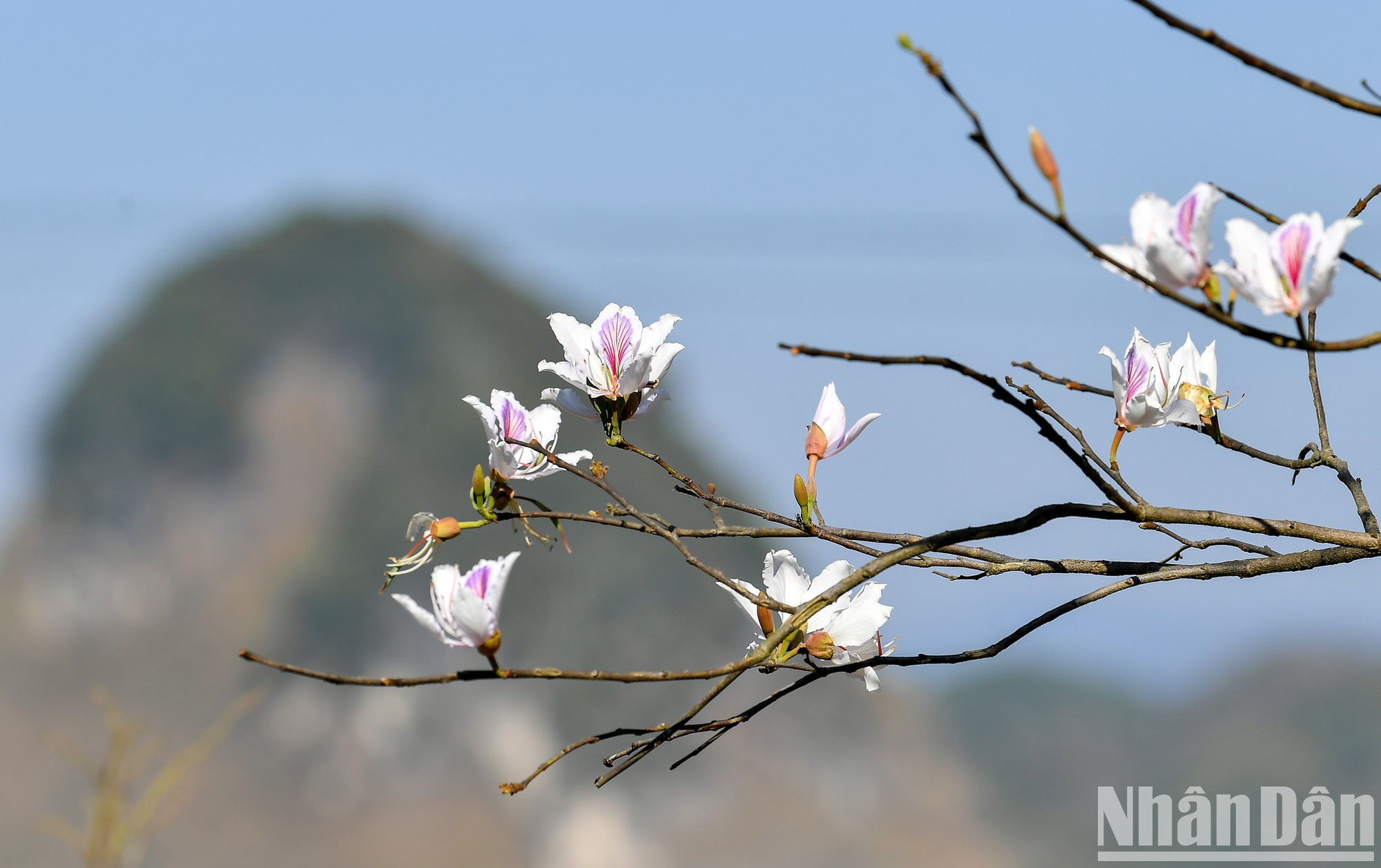 La temporada de flores de Ban en las montañas y bosques de Dien Bien. La temporada de flores de Ban en las montañas y bosques de Dien Bien.