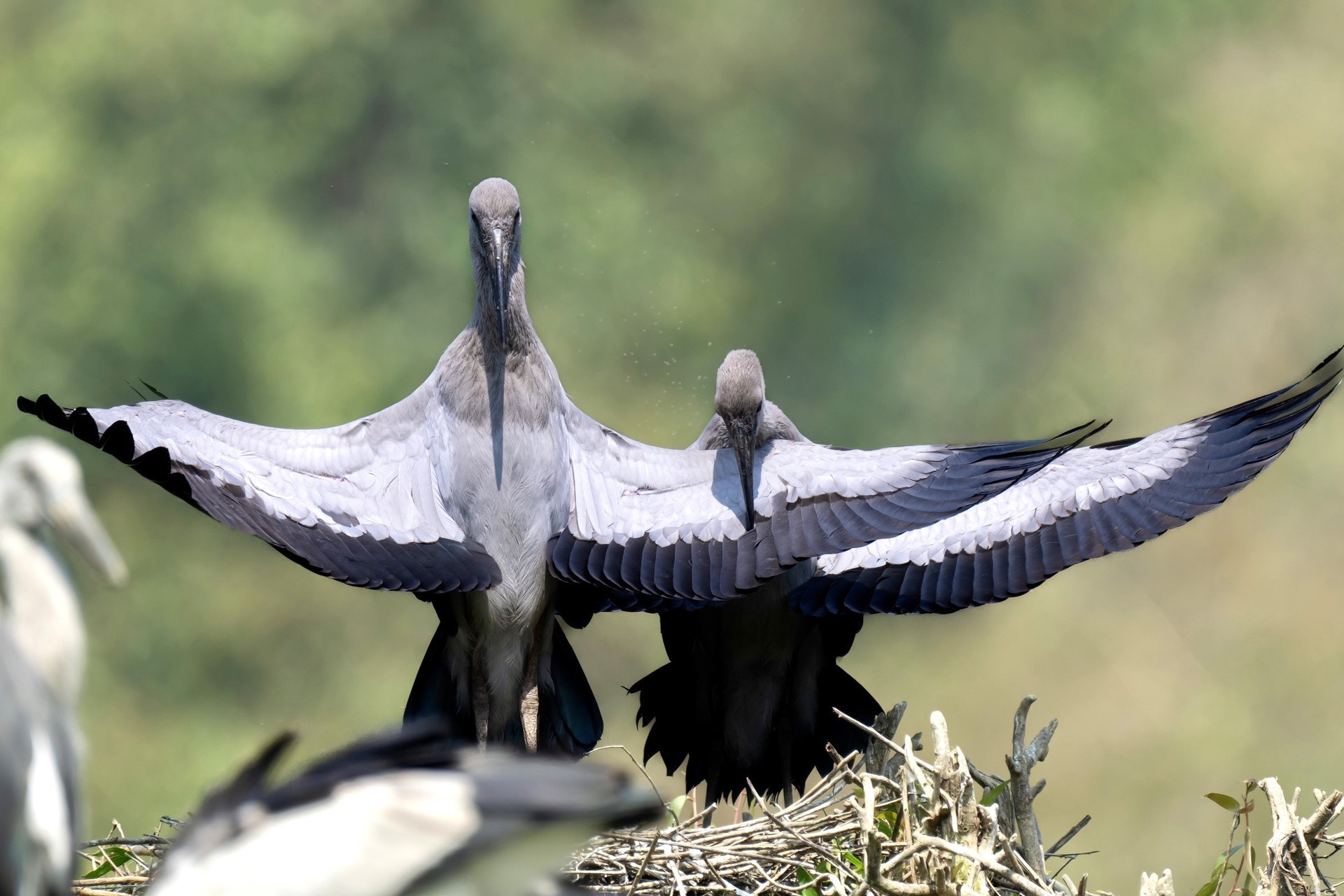 Cada especie tiene su propia belleza y convergen en la gran casa de Thung Nham, creando una colorida belleza salvaje. Es por eso que a los turistas les gusta observar las aves allí.
