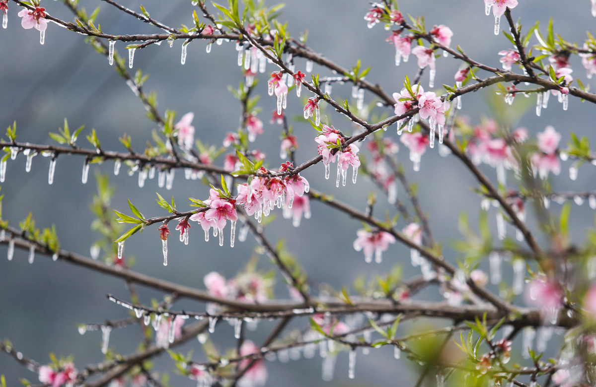 En invierno, la meseta se cubre de escarcha, con un color oscuro y tranquilo. En la foto, un rincón de la aldea de Lao Xa con temperatura de -2 grados centígrados. En invierno, la meseta se cubre de escarcha, con un color oscuro y tranquilo. En la foto, un rincón de la aldea de Lao Xa con temperatura de -2 grados centígrados.