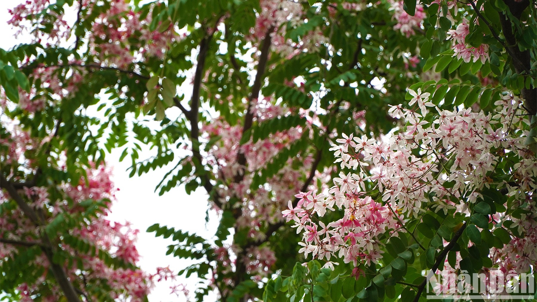 La belleza de las flores de durazno en provincia vietnamita