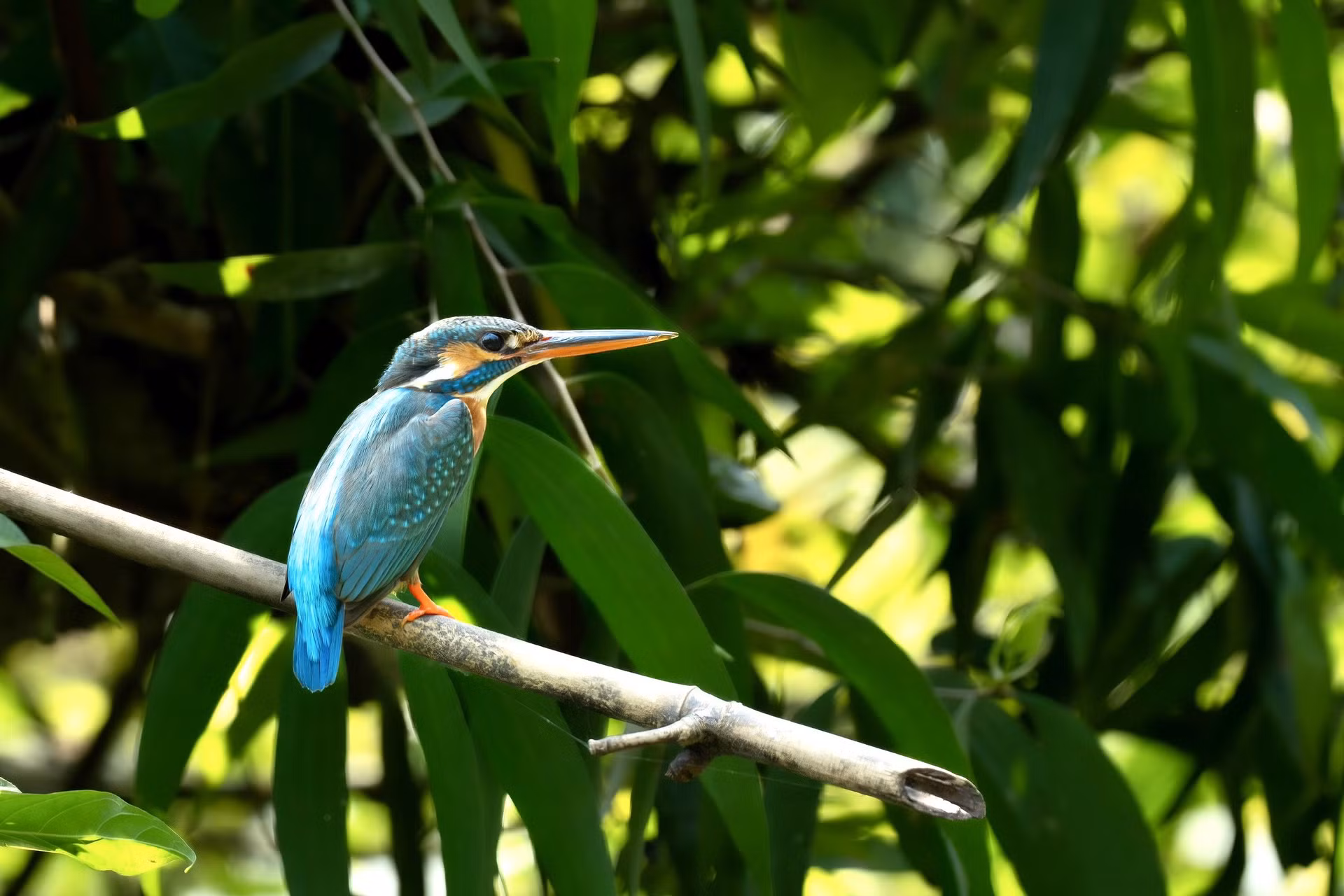 Quienes visitan el parque de aves de Thung Nham pueden admirar la belleza salvaje de las aves.