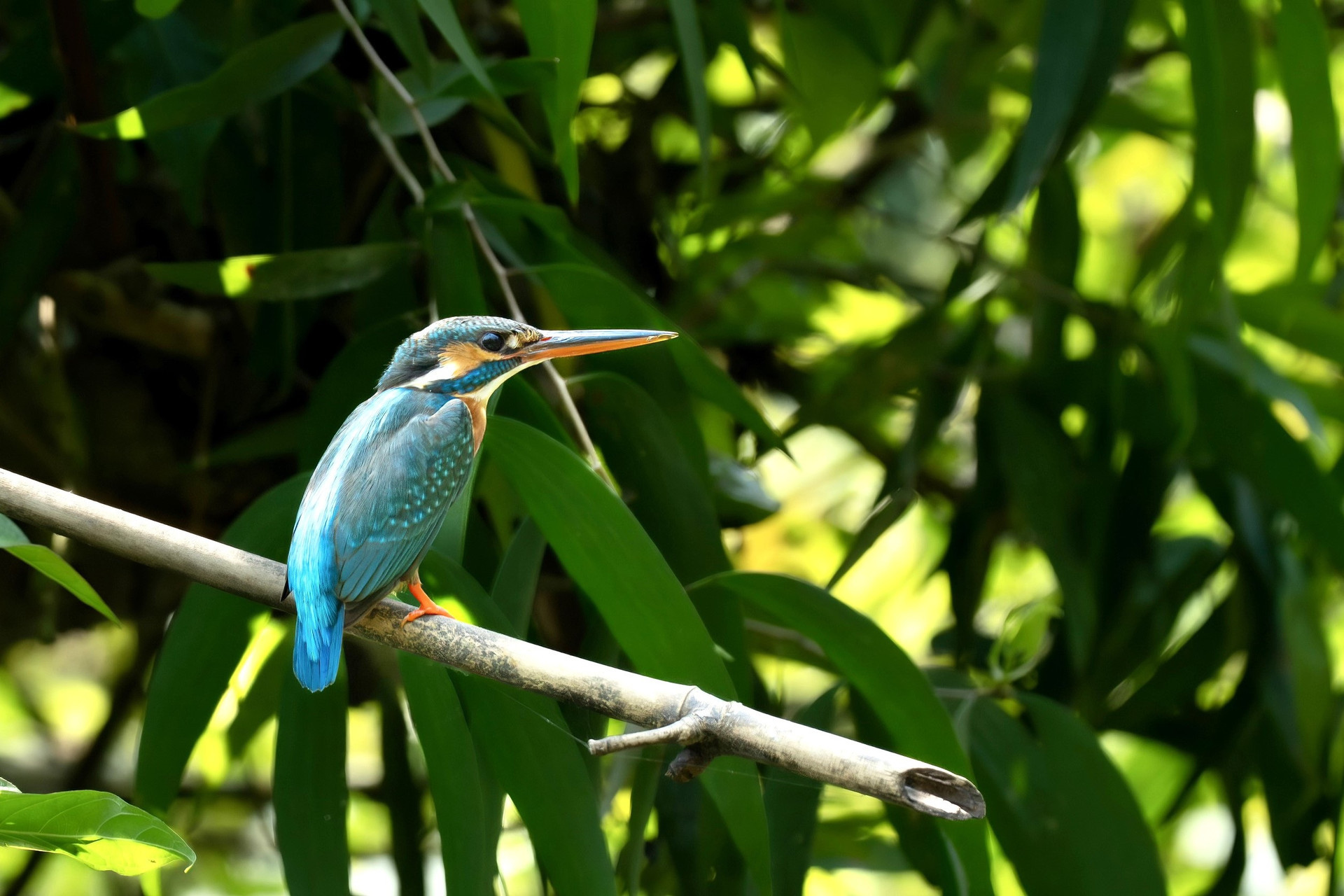 Quienes visitan el parque de aves de Thung Nham pueden admirar la belleza salvaje de las aves.