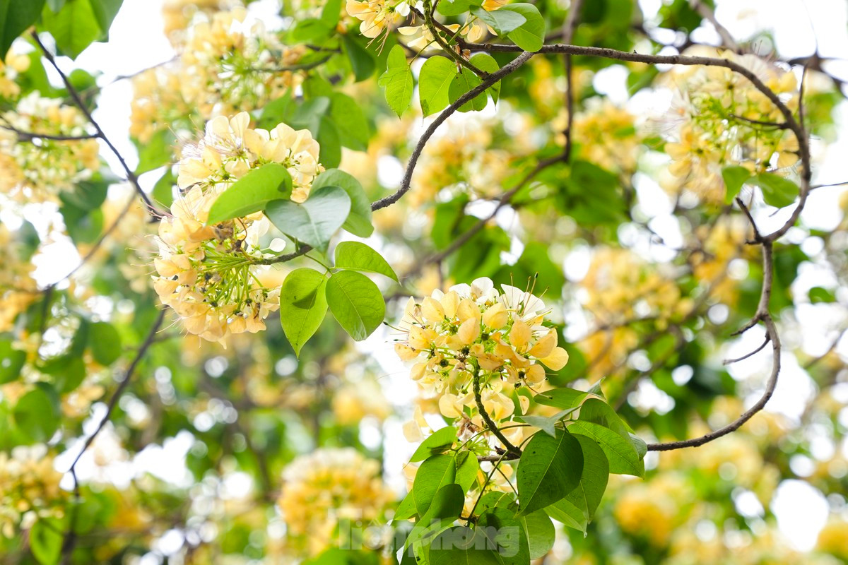 La apariencia de los pistilos de la flor de este árbol, similar a fideos de arroz (en vietnamita “Bun”), indujo a los lugareños a llamarlo Hoa Bun.