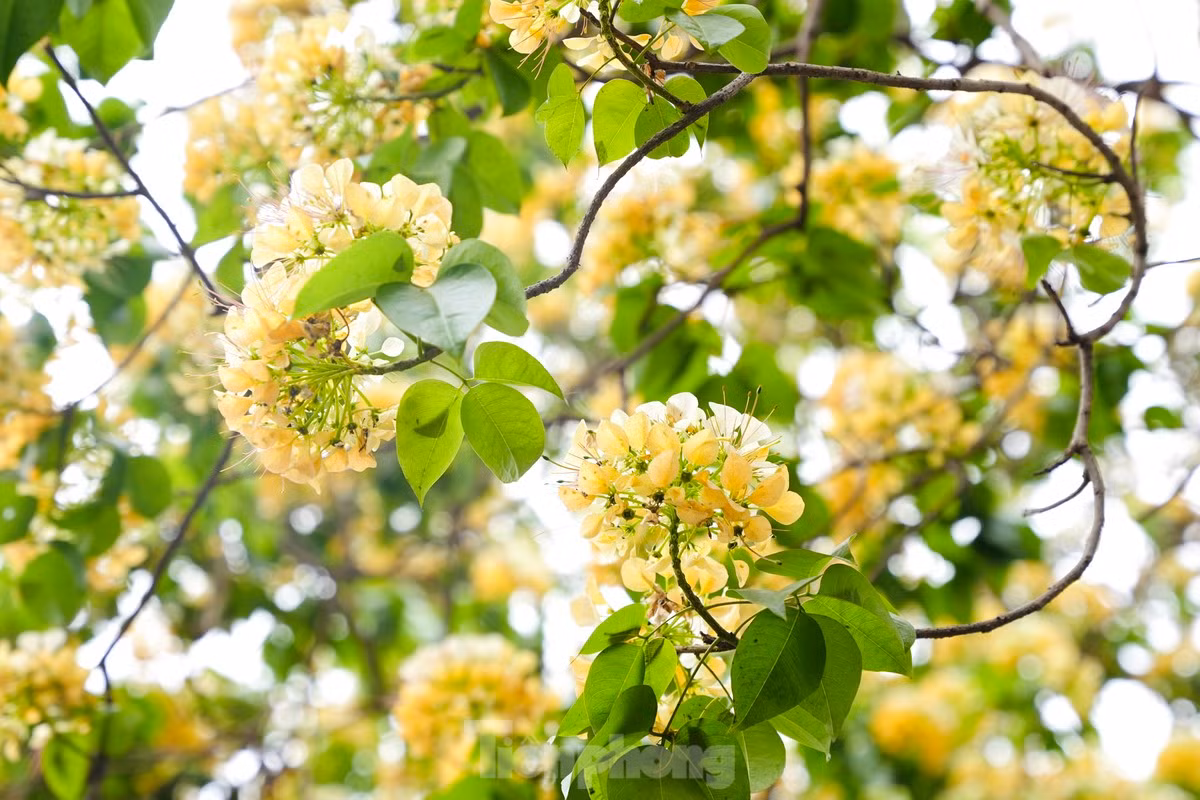 La apariencia de los pistilos de la flor de este árbol, similar a fideos de arroz (en vietnamita “Bun”), indujo a los lugareños a llamarlo Hoa Bun.