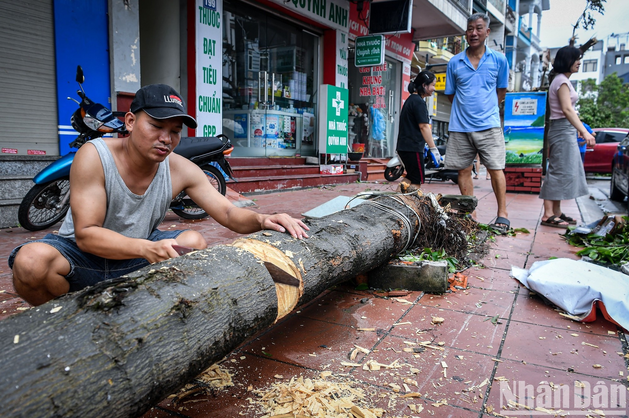 Tras la tormenta, los residentes de Ha Long retiraron urgentemente los árboles caídos de las calles. Tras la tormenta, los residentes de Ha Long retiraron urgentemente los árboles caídos de las calles.
