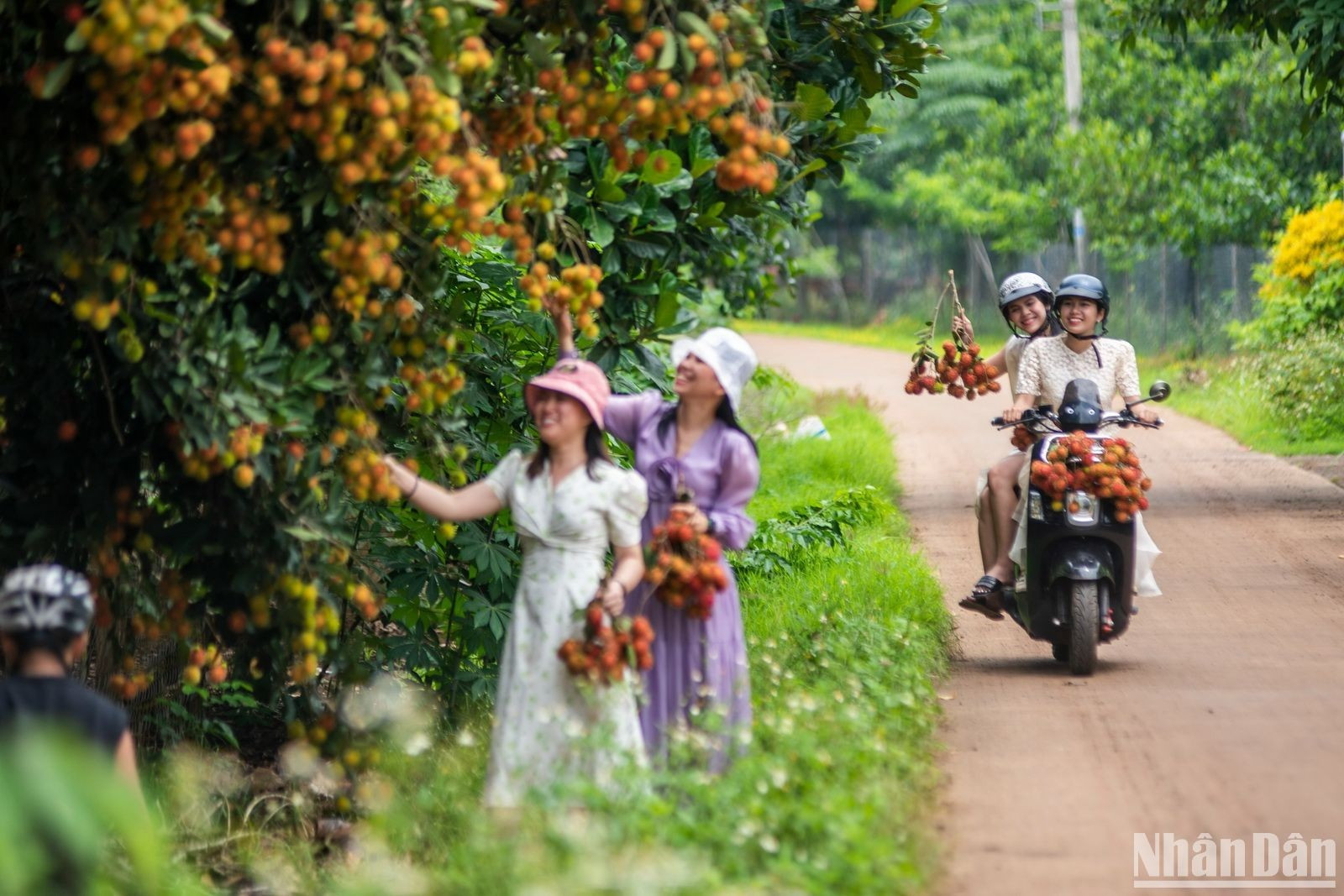 A lo largo de muchos caminos en los distritos y comunas de Binh Loc, Bao Quang y Xuan Lap, hay exuberantes plantaciones frutícolas en plena maduración.