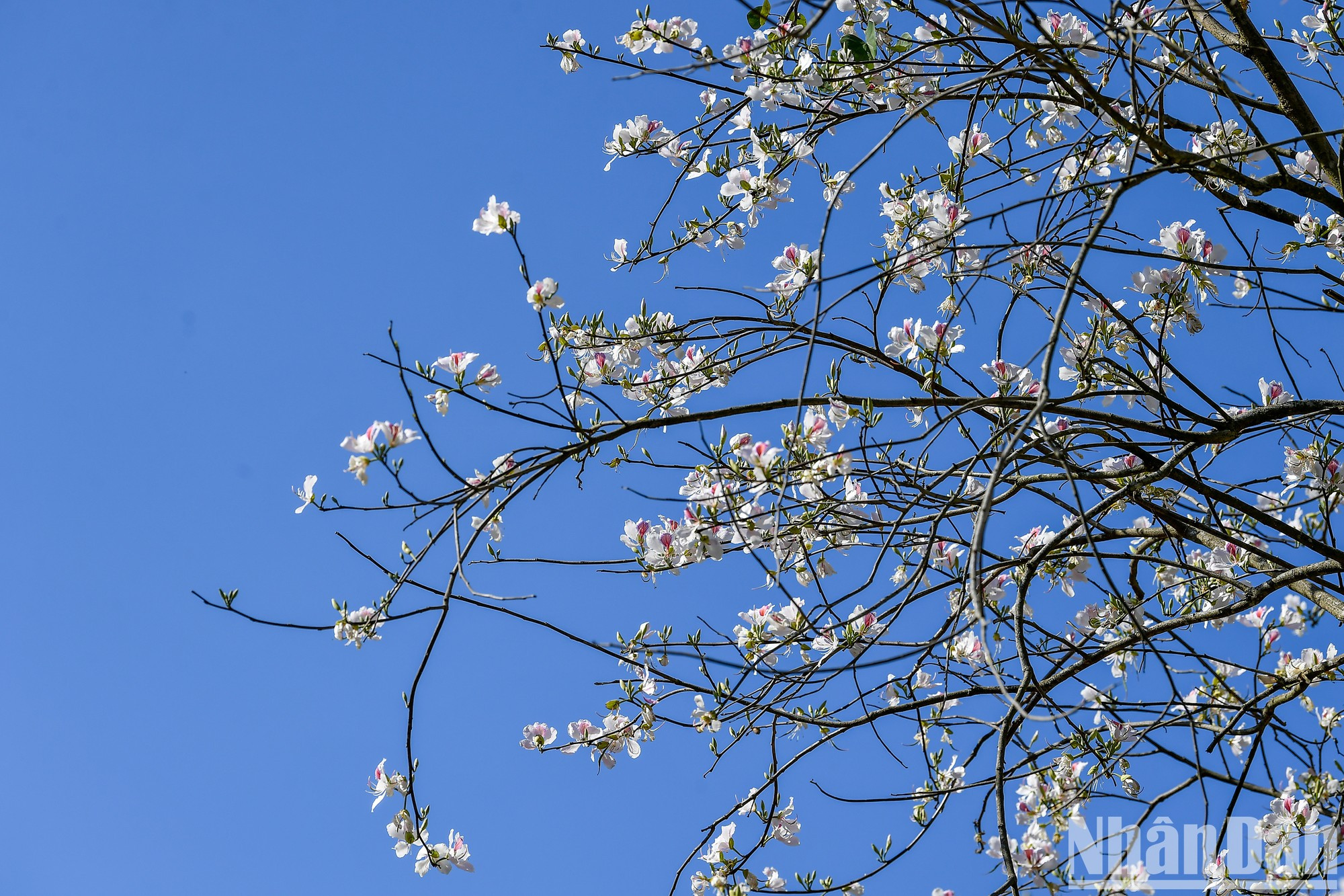 Las flores de Bauhinia también brotan en la ciudad montañosa de Muong Thanh, adornando las calles de Vo Nguyen Giap, Nguyen Huu Tho y la colina de Him Lam, la puerta de entrada a la ciudad de Dien Bien Phu. Las flores de Bauhinia también brotan en la ciudad montañosa de Muong Thanh, adornando las calles de Vo Nguyen Giap, Nguyen Huu Tho y la colina de Him Lam, la puerta de entrada a la ciudad de Dien Bien Phu.