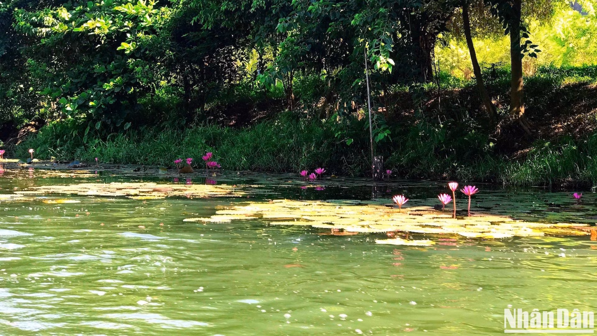 Las ninfeáceas púrpuras florecen a lo largo de la orilla del río.
