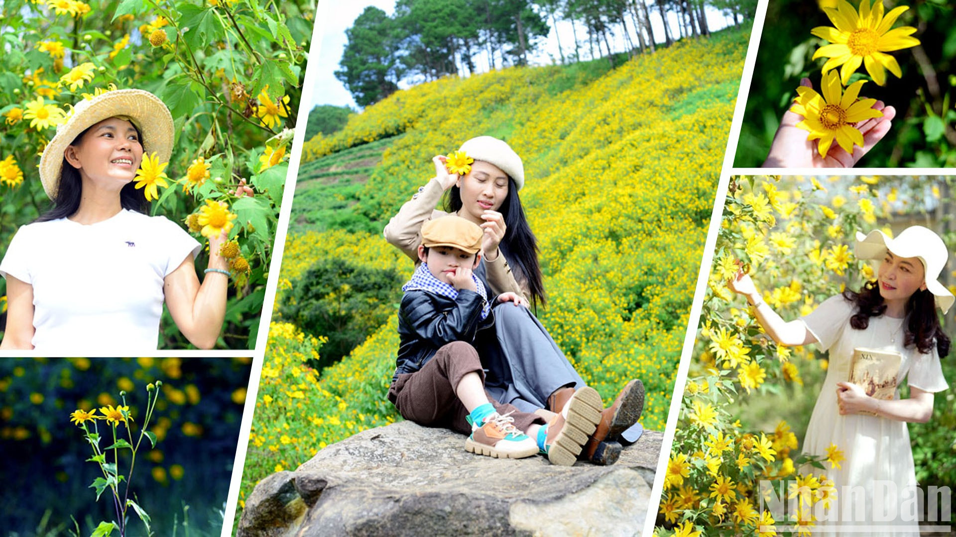 Muchos consideran que los girasoles silvestres son las flores que anuncian la llegada del invierno o el cambio a una estación fría y soleada, ya que cuando las lluvias abandonan la ciudad montañosa de Da Lat, empiezan a florecer e inundan el paisaje con su peculiar color.