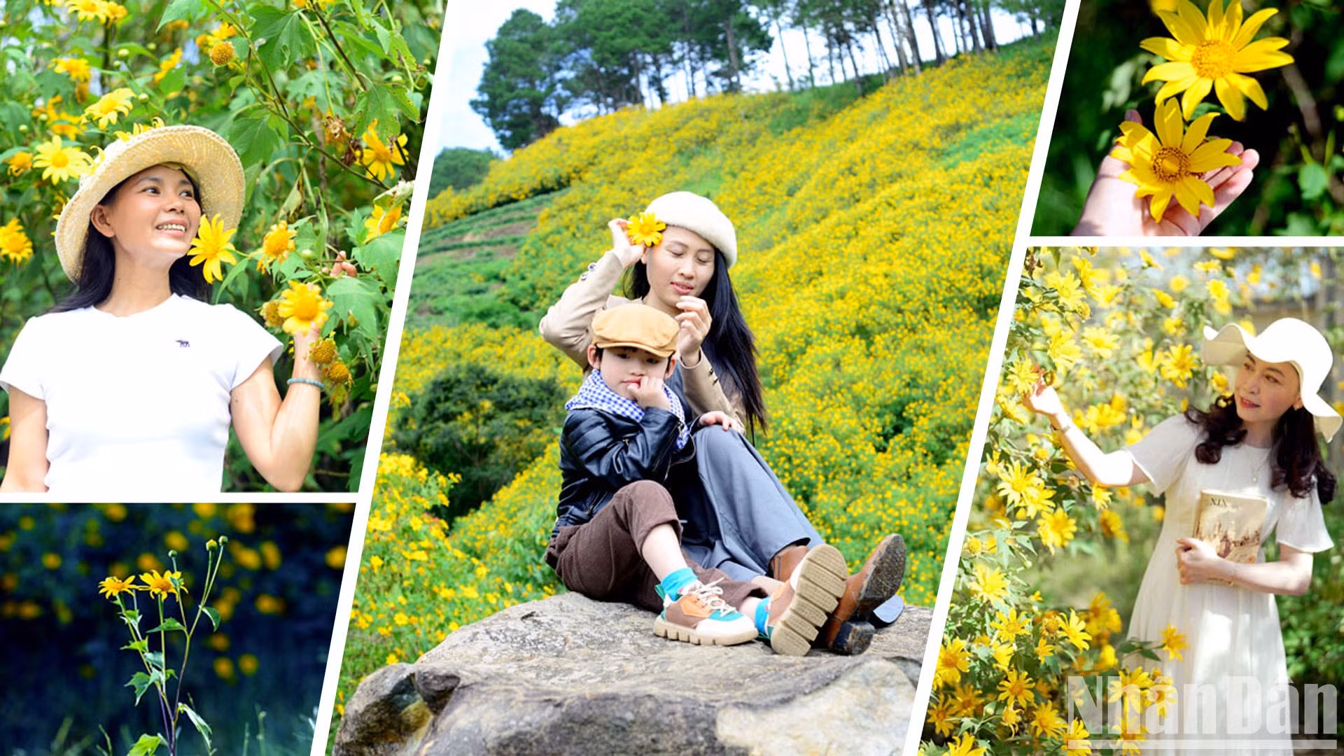 Muchos consideran que los girasoles silvestres son las flores que anuncian la llegada del invierno o el cambio a una estación fría y soleada, ya que cuando las lluvias abandonan la ciudad montañosa de Da Lat, empiezan a florecer e inundan el paisaje con su peculiar color.
