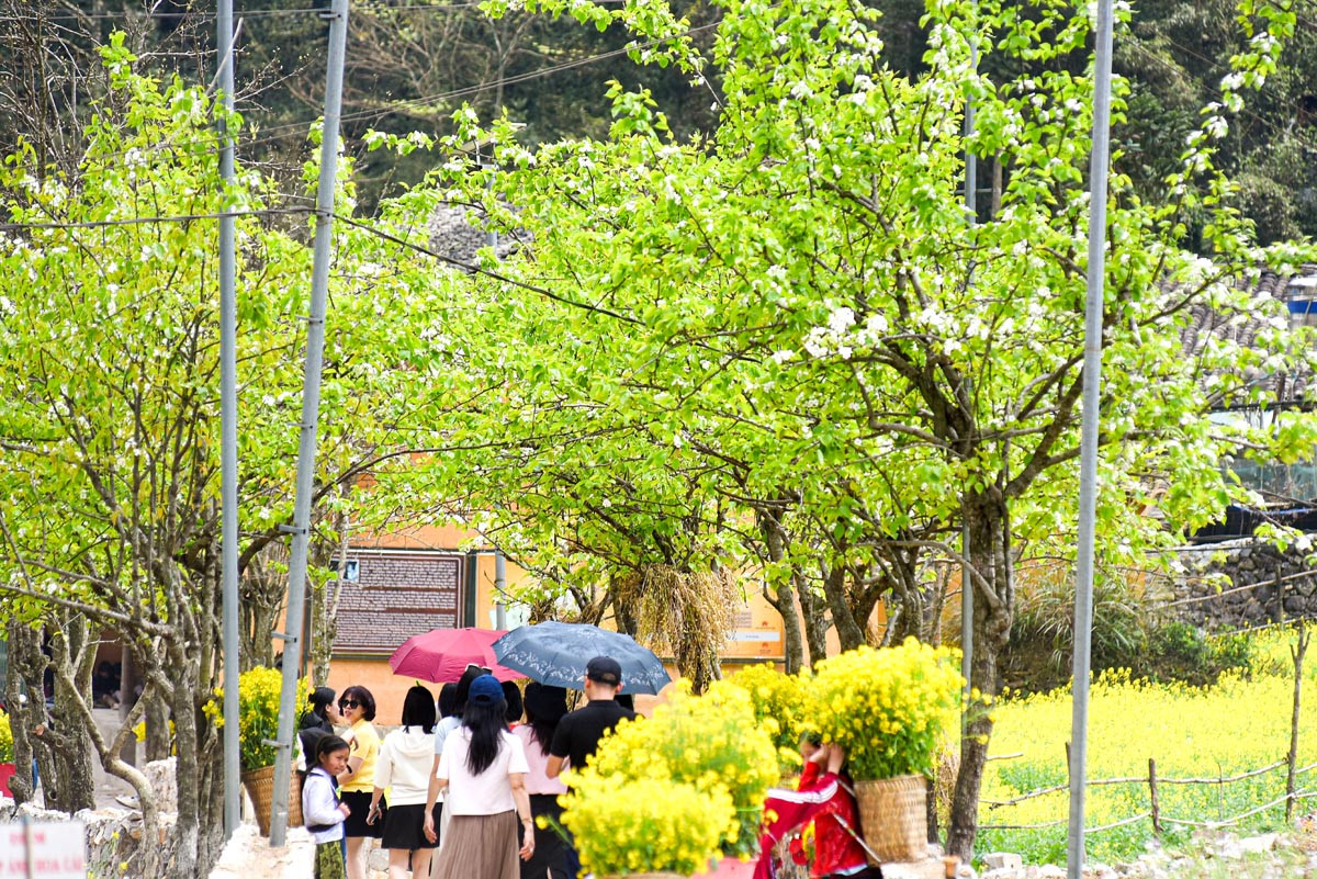 Muchos turistas viajan a la aldea de turismo cultural de Lung Cam para sumergirse en los colores de las flores y mezclarse con la majestuosa naturaleza.