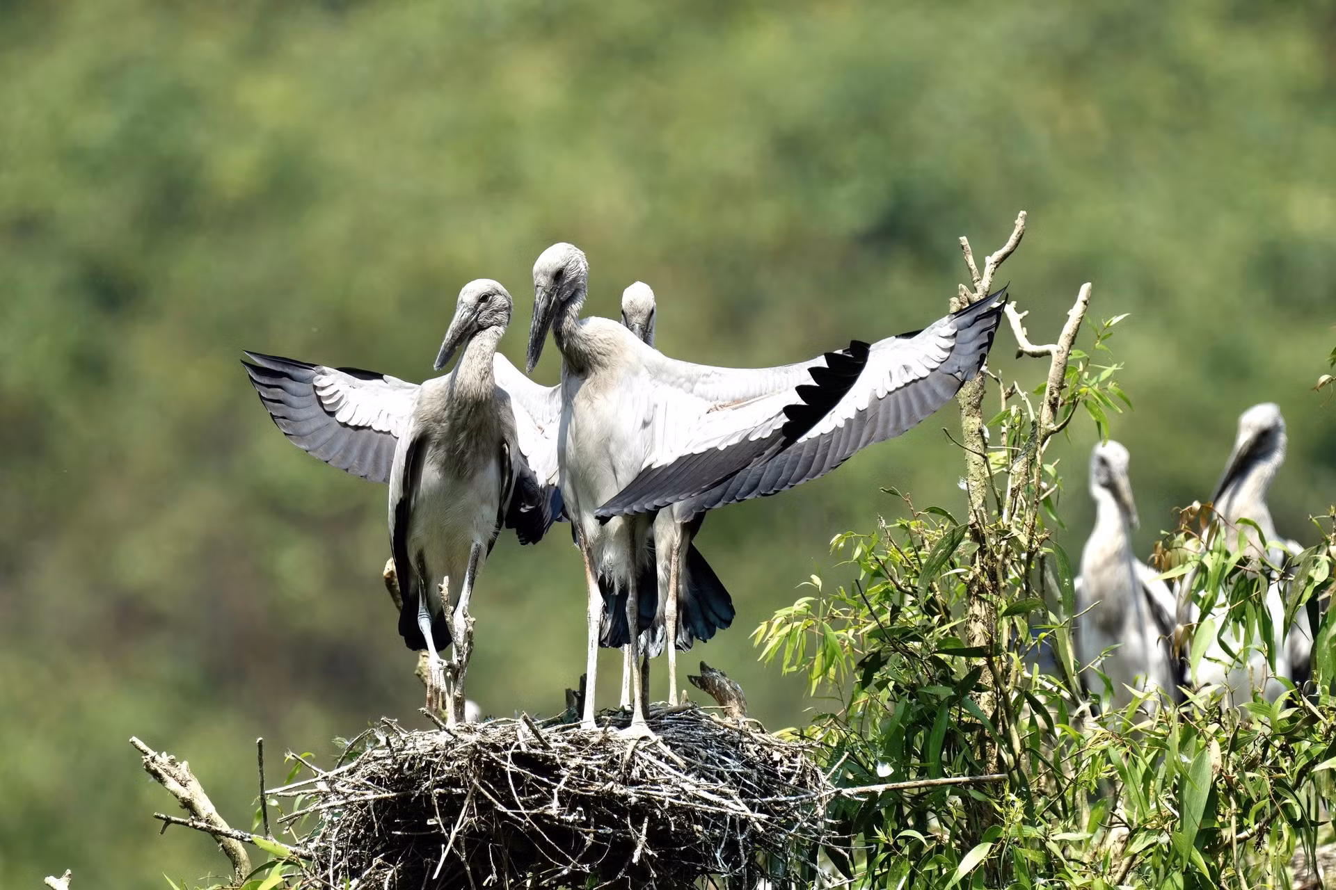 La belleza salvaje de las aves de Thung Nham