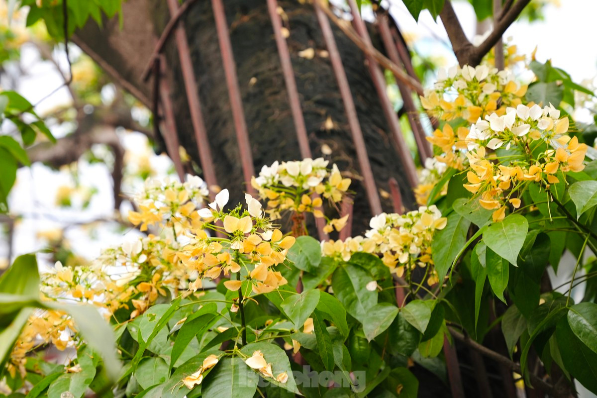 La planta tiene dos colores característicos, amarillo y blanco.