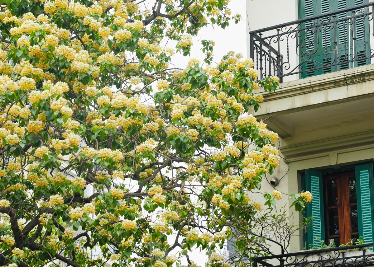 El árbol de Capparaceae es desde hace mucho tiempo un símbolo de la aldea de Dinh Thon y ha unido a muchas generaciones de aldeanos.