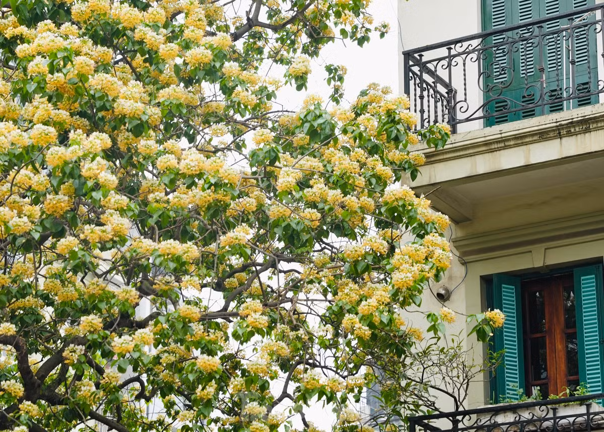 El árbol de Capparaceae es desde hace mucho tiempo un símbolo de la aldea de Dinh Thon y ha unido a muchas generaciones de aldeanos.