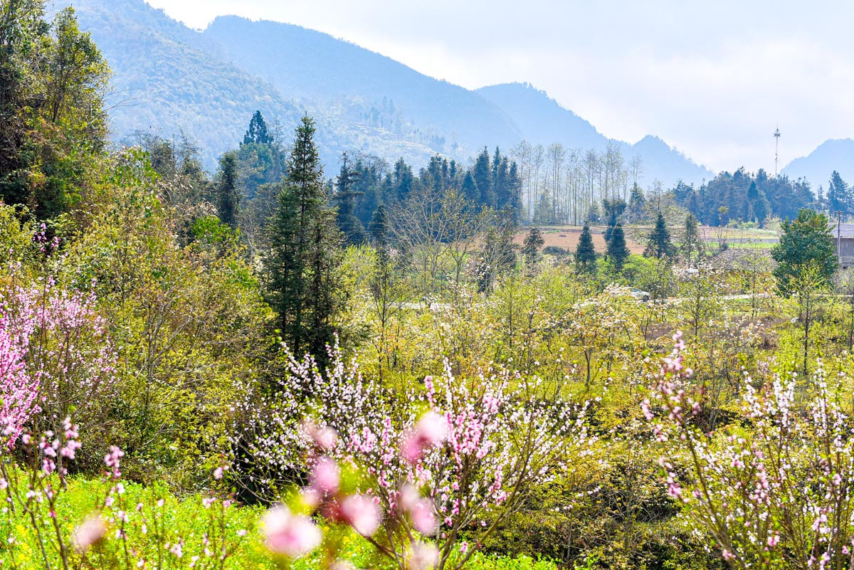 El blanco puro y el rosa de las flores de durazno añaden color a esta imagen primaveral.