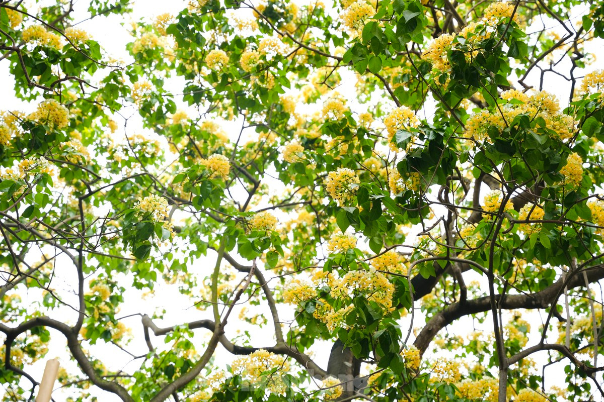 En los primeros días de abril el árbol muestra inflorescencias blancas.