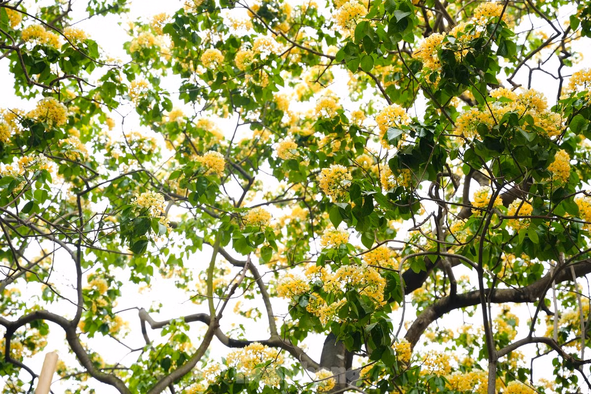 En los primeros días de abril el árbol muestra inflorescencias blancas.