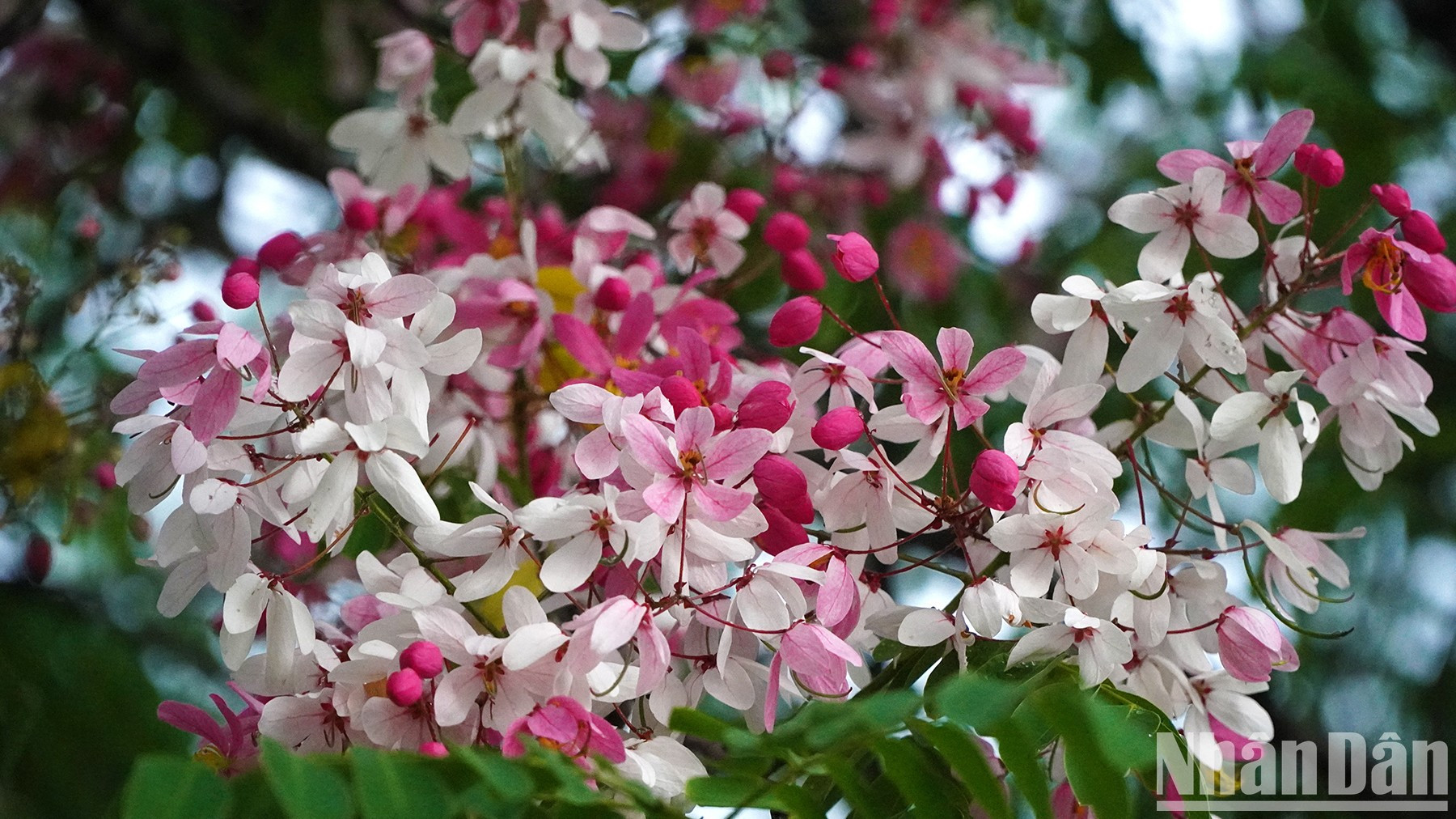 Las flores brotan en los días de verano. (Foto: Huu Nghia) Las flores brotan en los días de verano. (Foto: Huu Nghia)