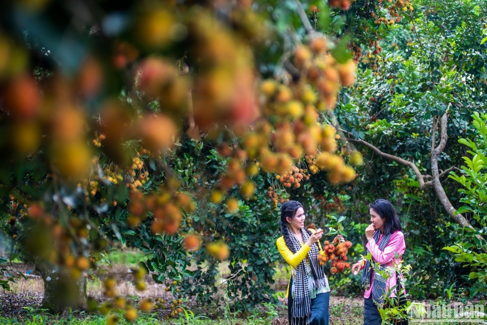 Del 15 al 23 de junio se celebra el Festival de la Fruta de Long Khanh 2023 con amplia gama de actividades.