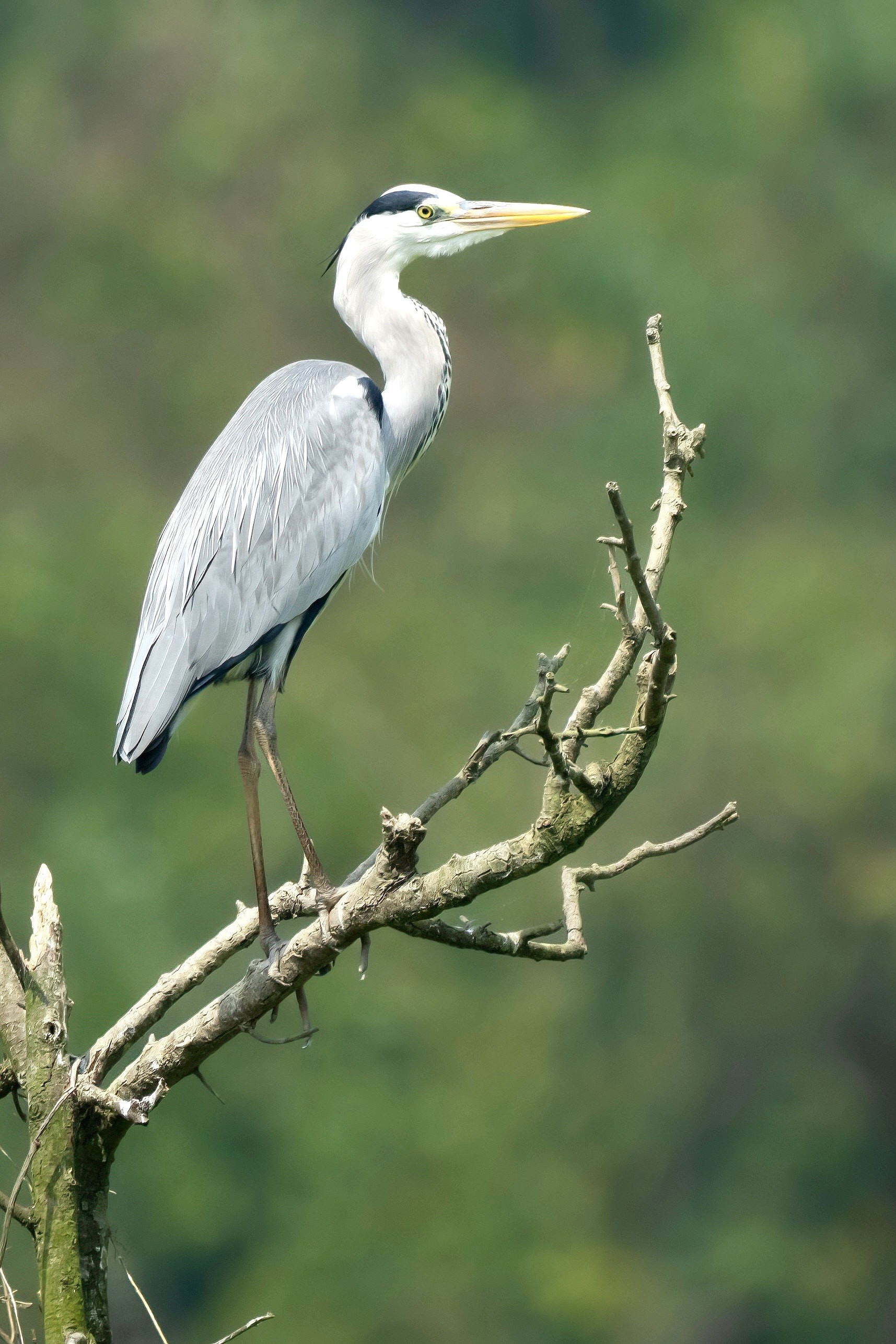 La protección de las aves en Thung Nham es muy estricta: nadie puede cazar ni dañar a las aves o sus hábitats.