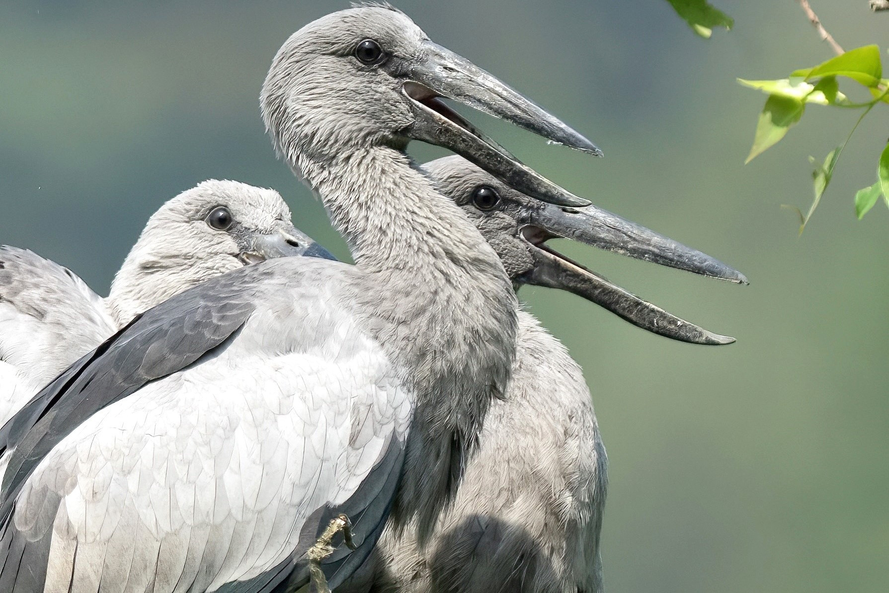 Escondido entre montañas onduladas que forman un muro de piedra caliza para resguardarse del viento, Thung Nham es el hogar ideal para muchas especies de aves.