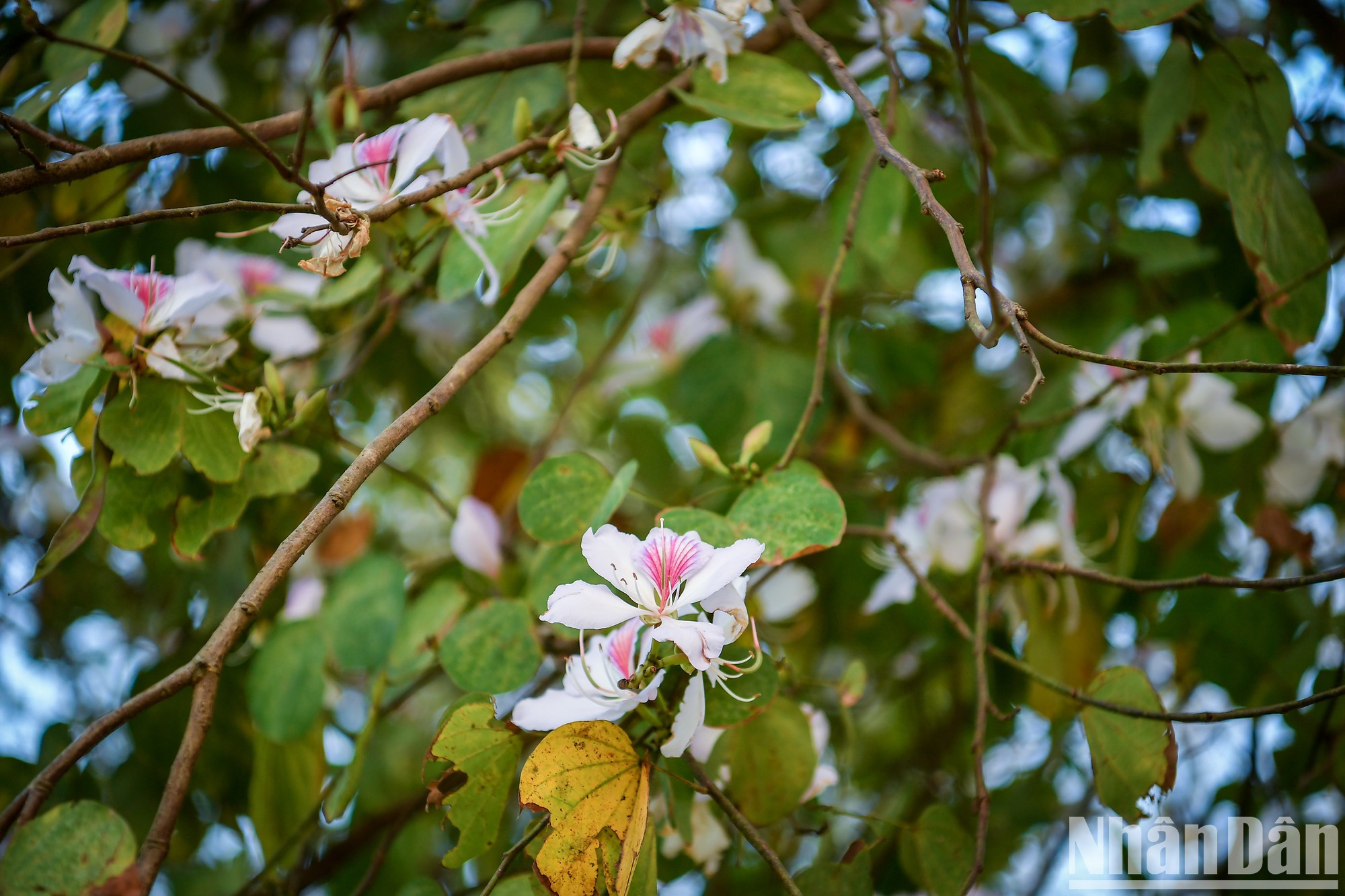 Atravesando las montañas y los bosques, siguiendo los caminos que conducen a la ciudad de Dien Bien Phu o a los pequeños senderos hacia las aldeas, los visitantes pueden admirar hileras de flores de Ban, bajo la brillante luz del sol. Atravesando las montañas y los bosques, siguiendo los caminos que conducen a la ciudad de Dien Bien Phu o a los pequeños senderos hacia las aldeas, los visitantes pueden admirar hileras de flores de Ban, bajo la brillante luz del sol.