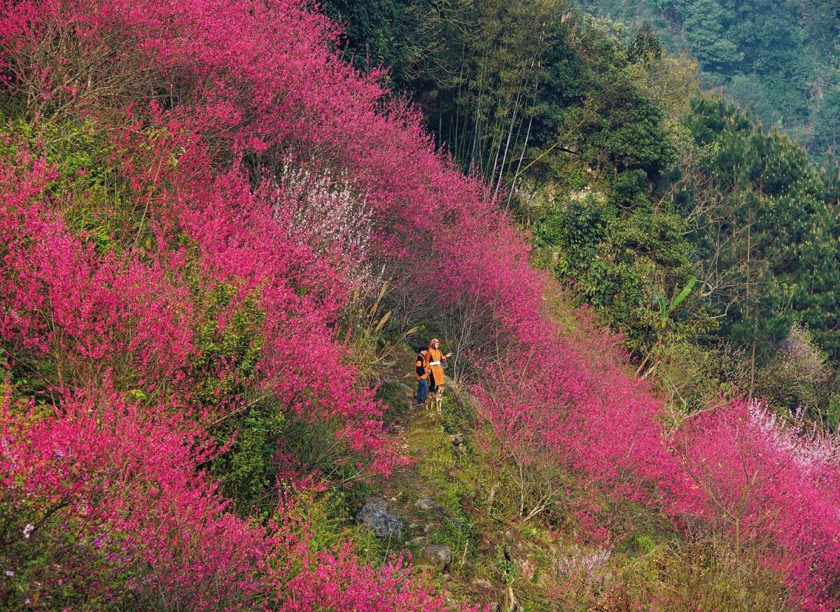 Quienes visiten la zona montañosa de Mau Son en primavera tienen oportunidad de contemplar los duraznos silvestres. Los bosques y montañas se tiñen del color rosa de las flores. Las mujeres de la etnia Yao con sus coloridos trajes tradicionales crean una escena primaveral que atrae a los turistas.