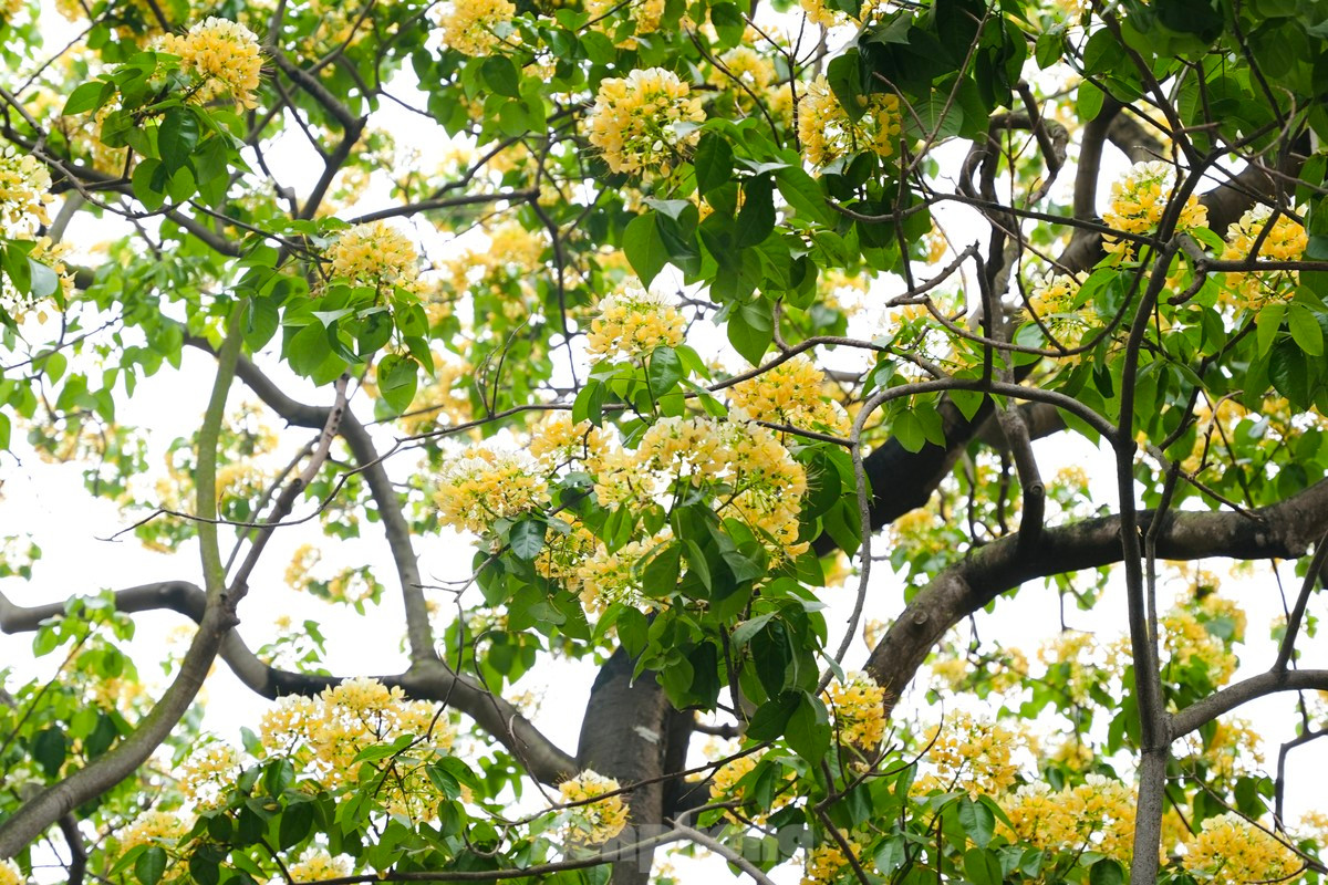 El árbol de Hoa Bun también se conoce como Bach Hoa o Man Man.