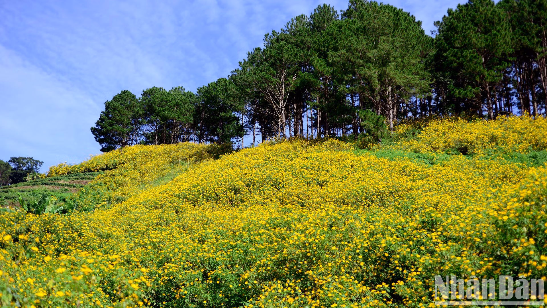Los girasoles silvestres iluminan las calles de las Tierras Altas Centrales. La vitalidad de las flores simboliza la dedicación y la aspiración de levantarse.
