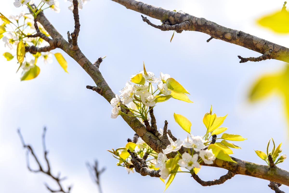 Bajo el sol primaveral de marzo, los racimos de flores de pera destacan con su color blanco puro y sus pétalos frágiles pero llenos de vitalidad en medio de la dura meseta rocosa.