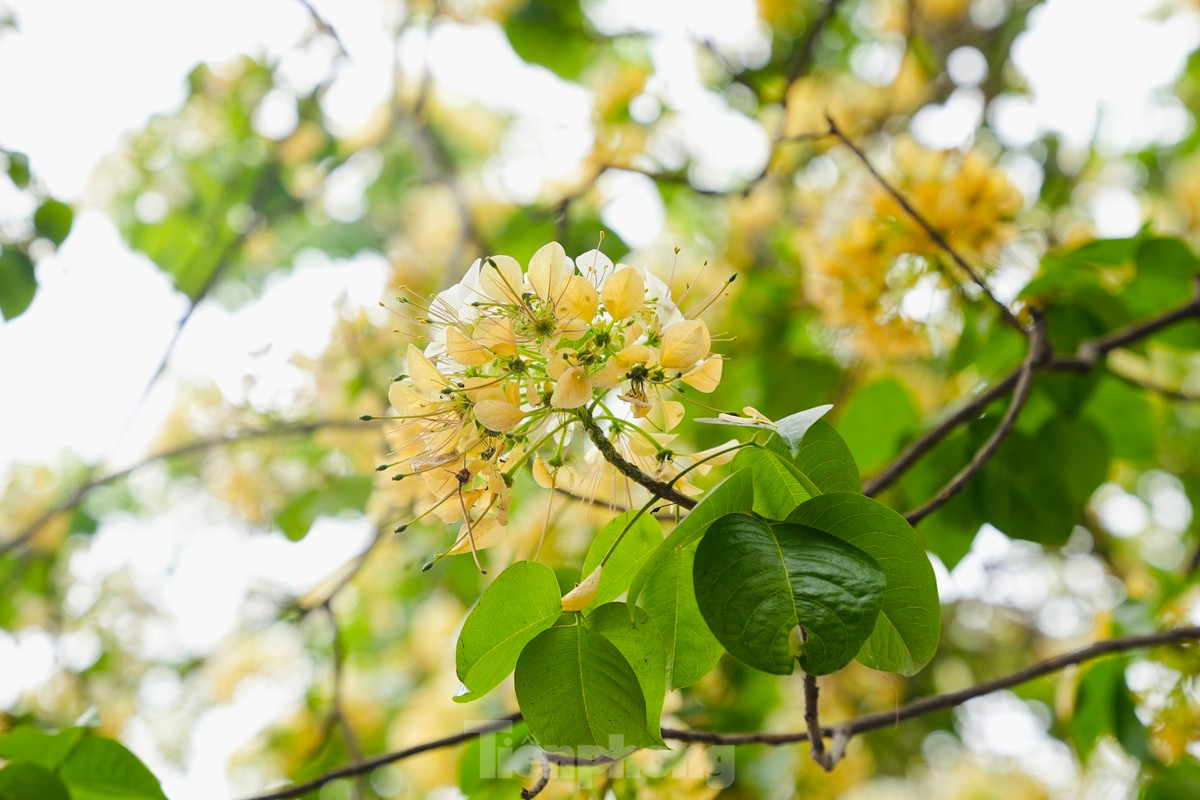 Flores amarillas y blancas mezcladas con hojas verdes resaltan sobre el cielo.