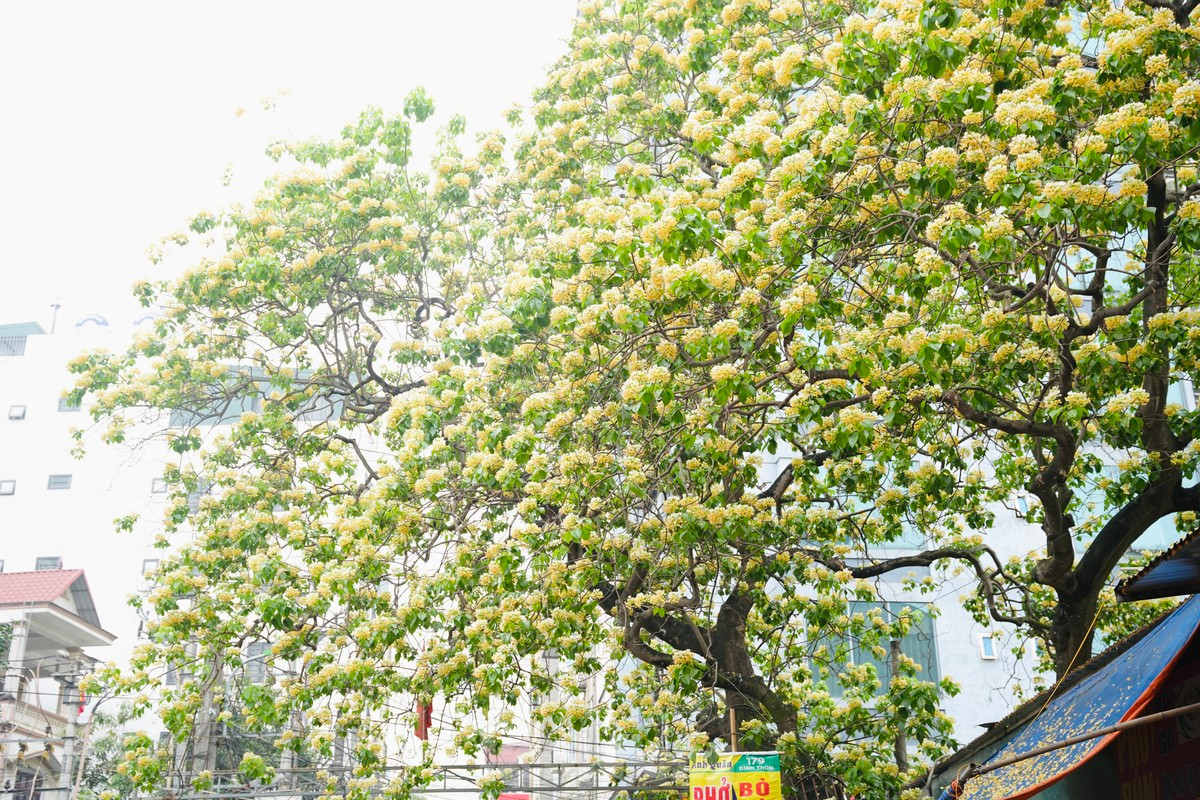 Es un árbol de amplia copa, de 15 a 20 metros de altura, redondo, cilíndrico y fuertemente ramificado. Las ramas, muy flexibles, suelen doblarse.