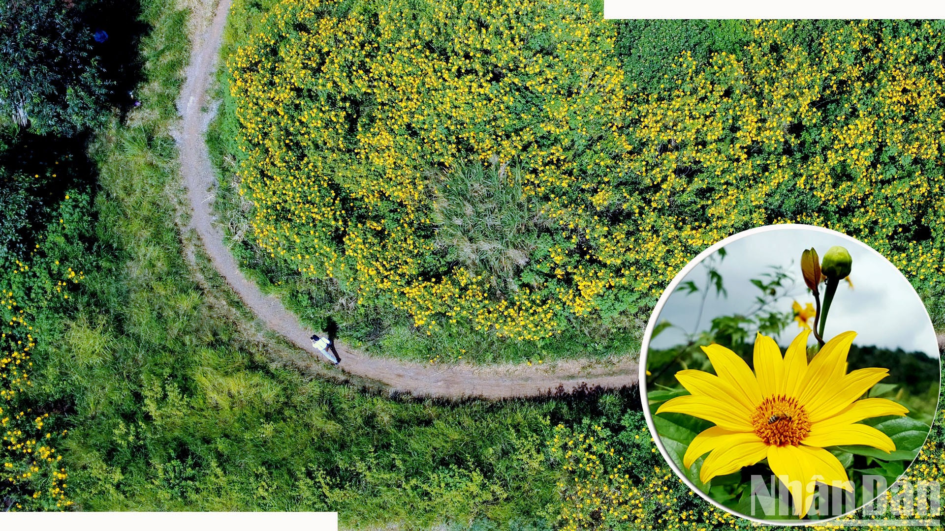 Los girasoles silvestres han sido elegidos como imagen artística y musical del X Festival de las Flores de Da Lat 2024 para expresar la voluntad de superar las dificultades y la aspiración de la población local a levantarse.