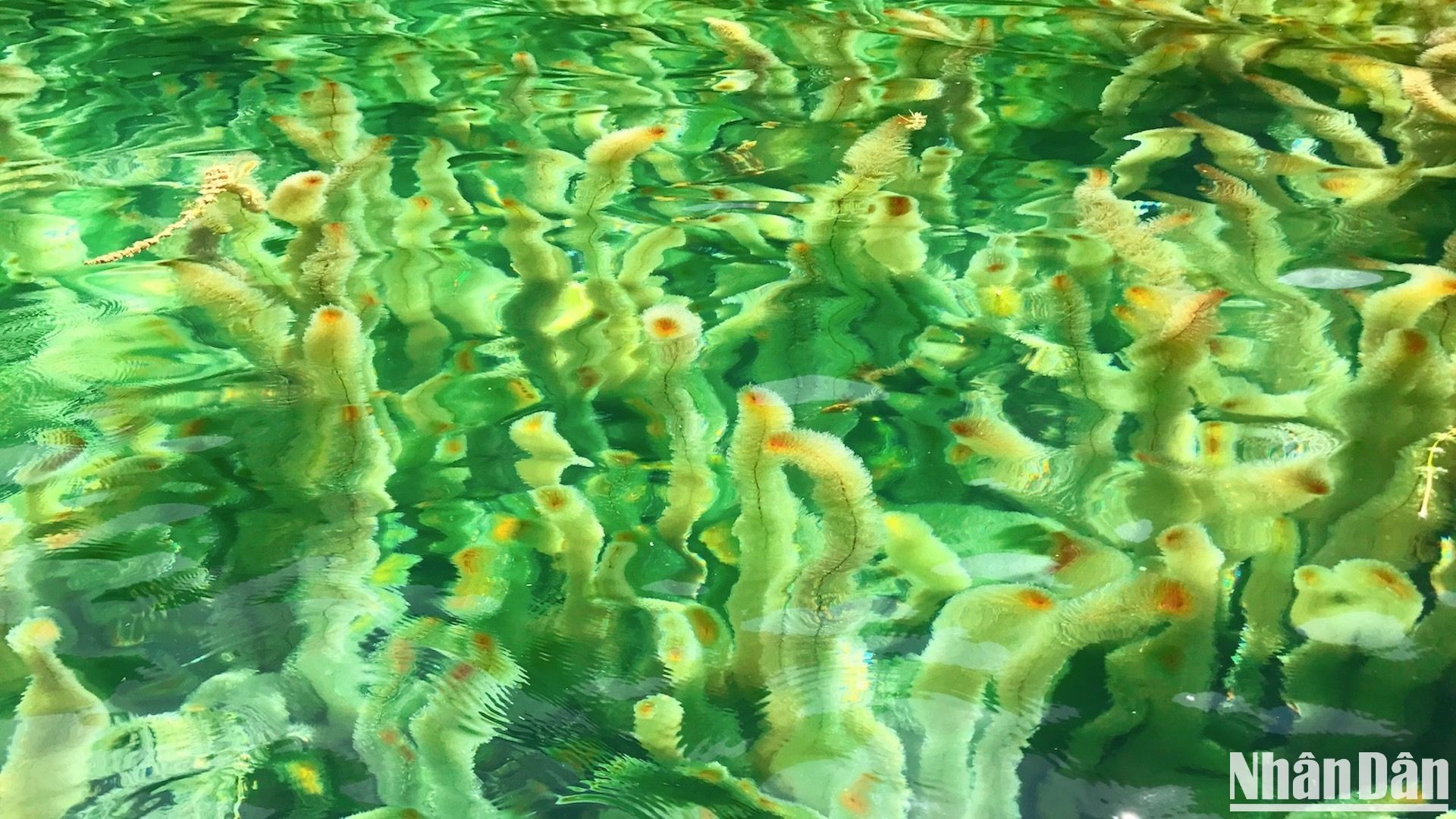 Las ramas de las algas miden un metro de largo, crecen densamente y se mueven con suavidad cuando se agitan los remos. Las ramas de las algas miden un metro de largo, crecen densamente y se mueven con suavidad cuando se agitan los remos.