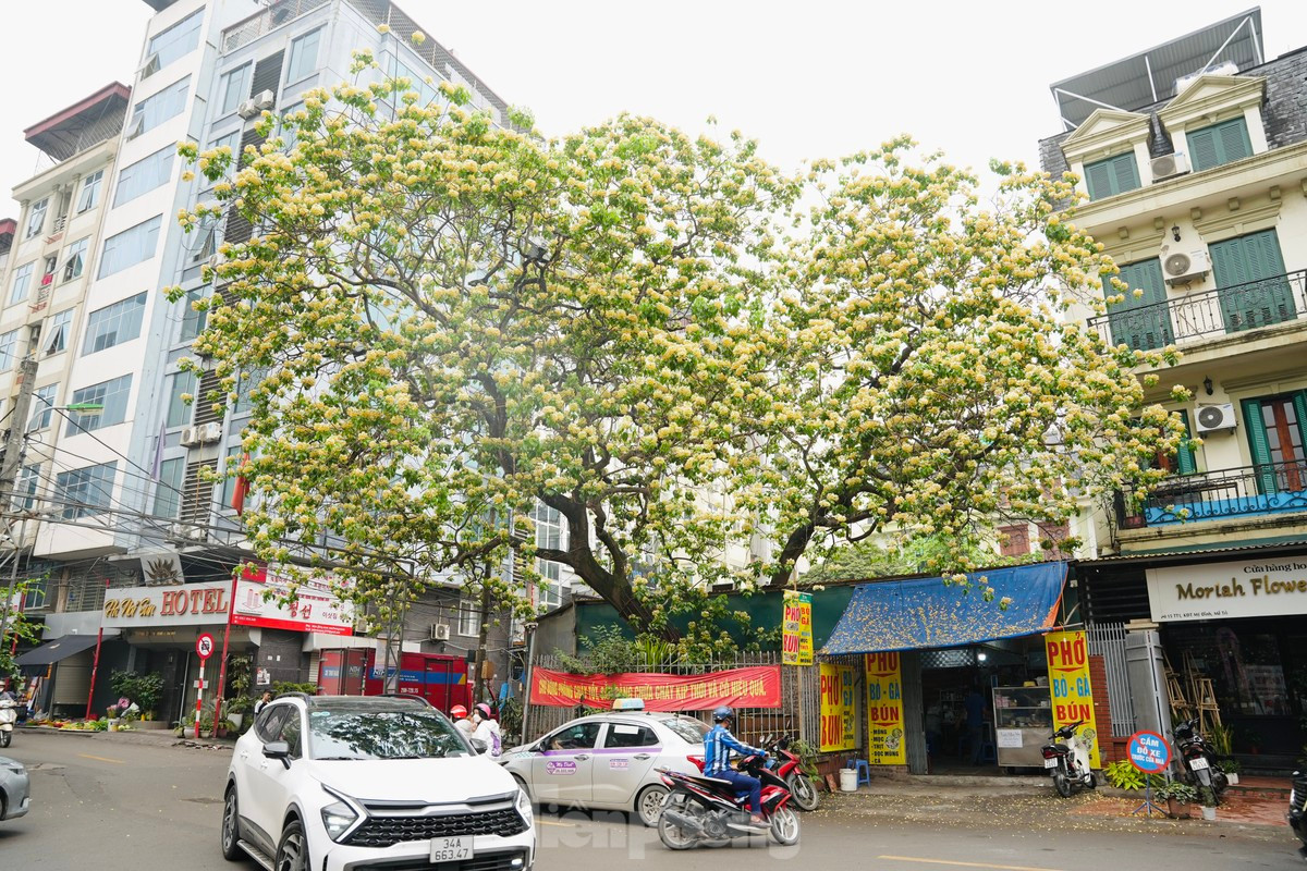 El árbol de Hoa Bun es una planta leñosa de amplia distribución, florece a finales de marzo y principios de abril.