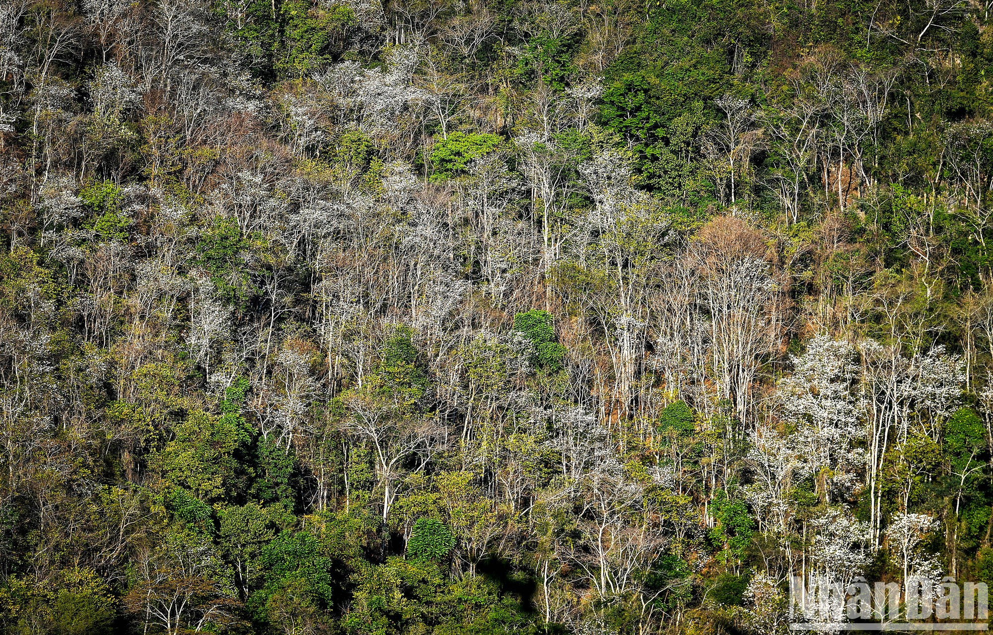 La flor Ban engalana los distritos Muong Ang, Dien Bien, Dien Bien Dong y Tua Chua. La flor Ban engalana los distritos Muong Ang, Dien Bien, Dien Bien Dong y Tua Chua.