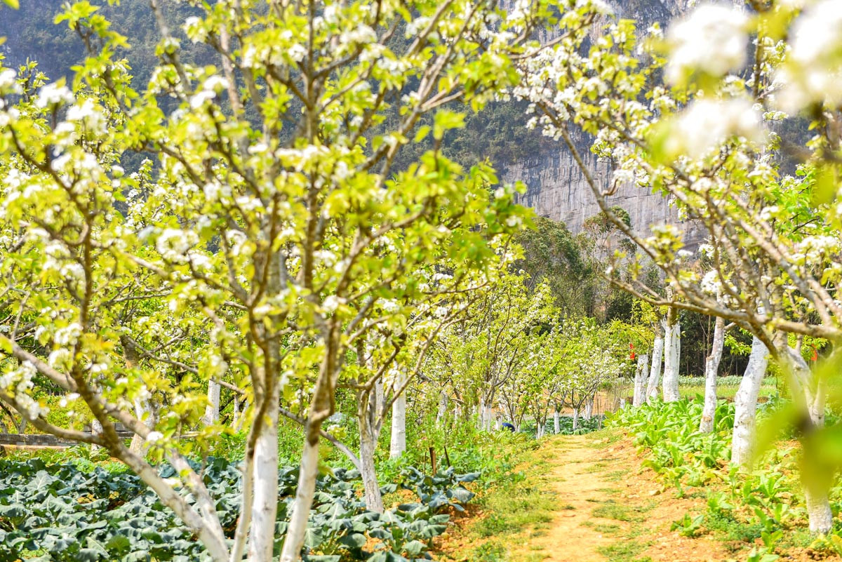 El pueblo de Pho Bang cultiva perales en una superficie de más de 40 hectáreas, con un rendimiento de casi 50 toneladas de fruta.