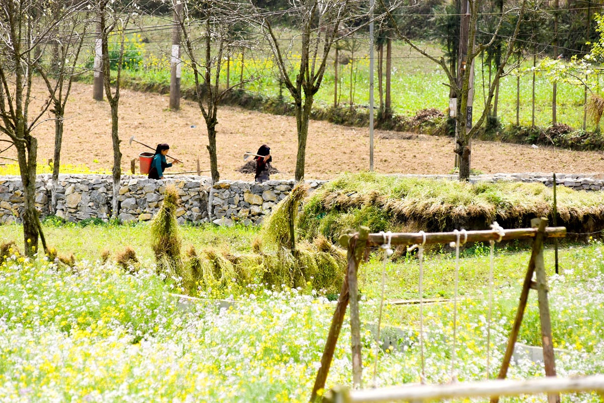 Los jardines de flores se convierten en un lugar de encuentro para los amantes de la belleza y la paz en la región fronteriza.